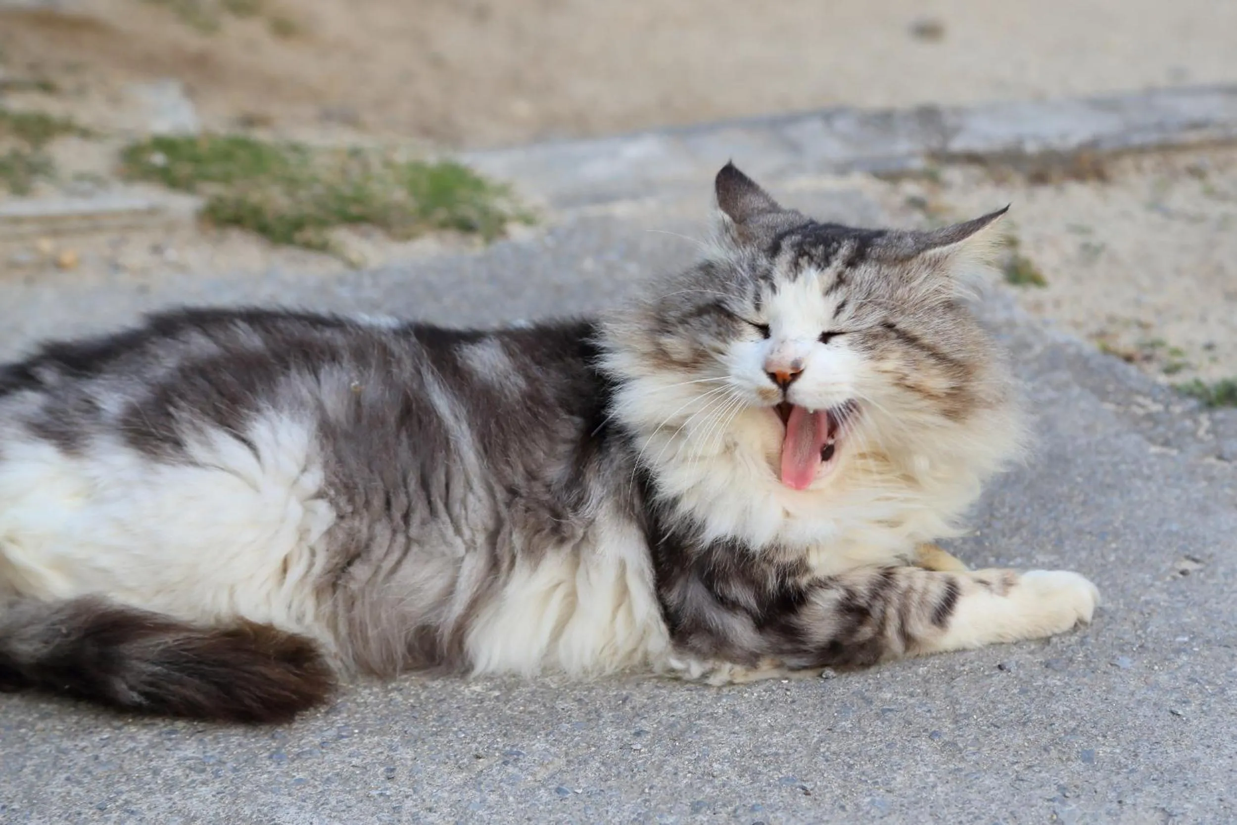 Neighbourhood in Tabinoteitaku Okinawa Bise HOMANN CONCEPT