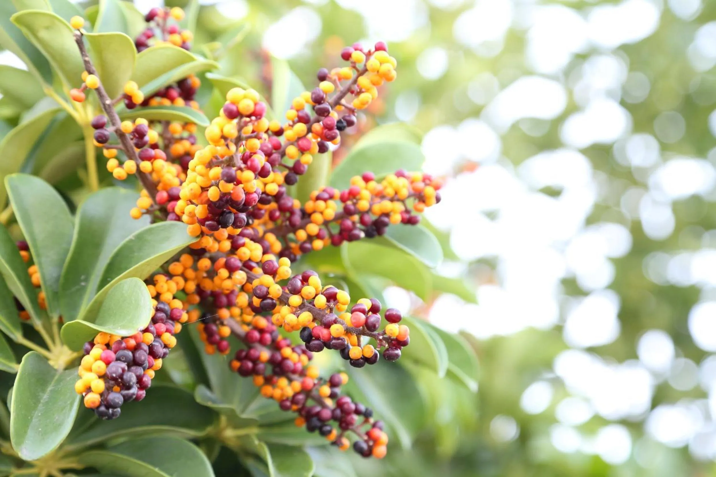 Neighbourhood in Tabinoteitaku Okinawa Bise HOMANN CONCEPT