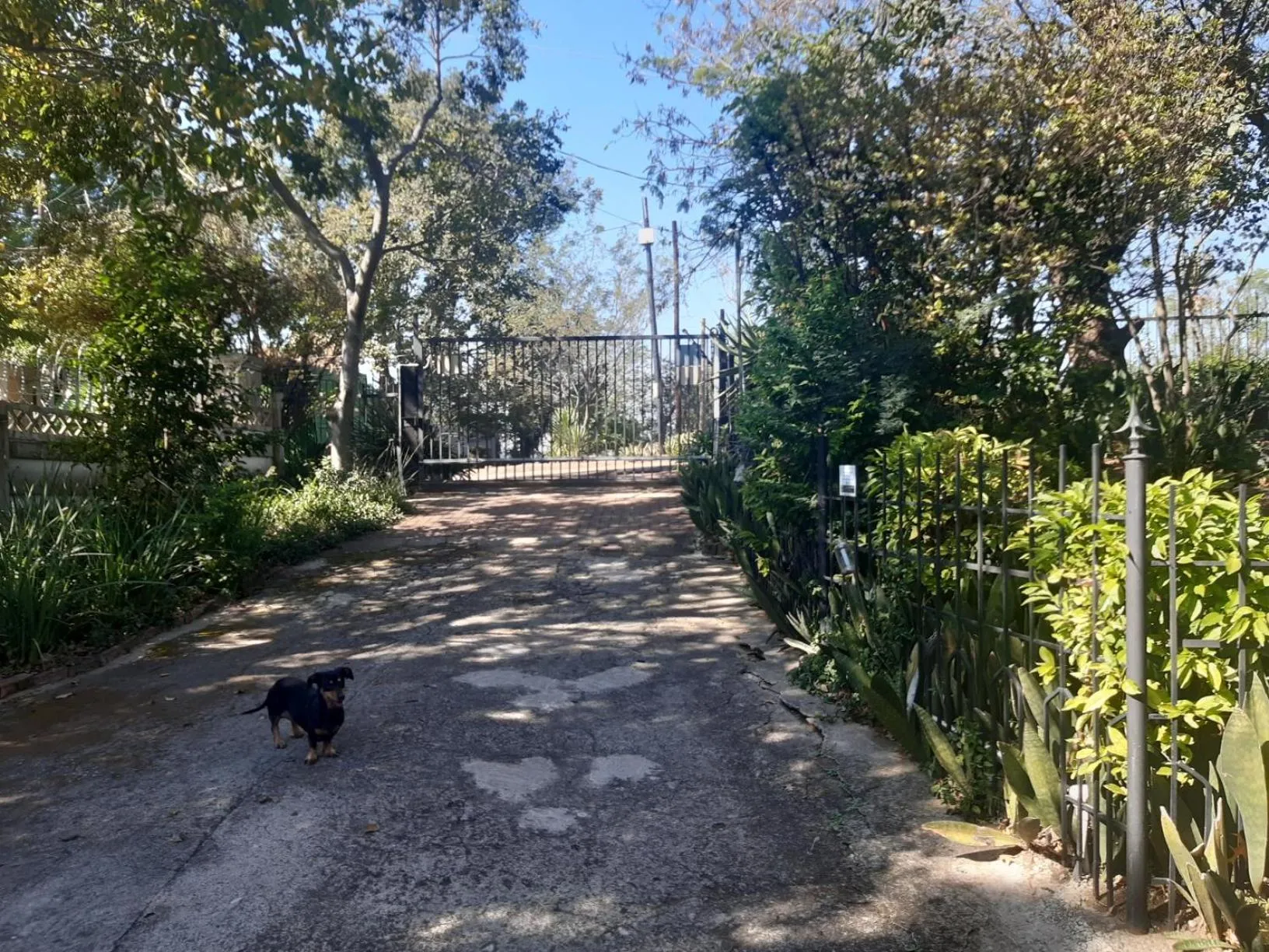 Day in Lavender Lane