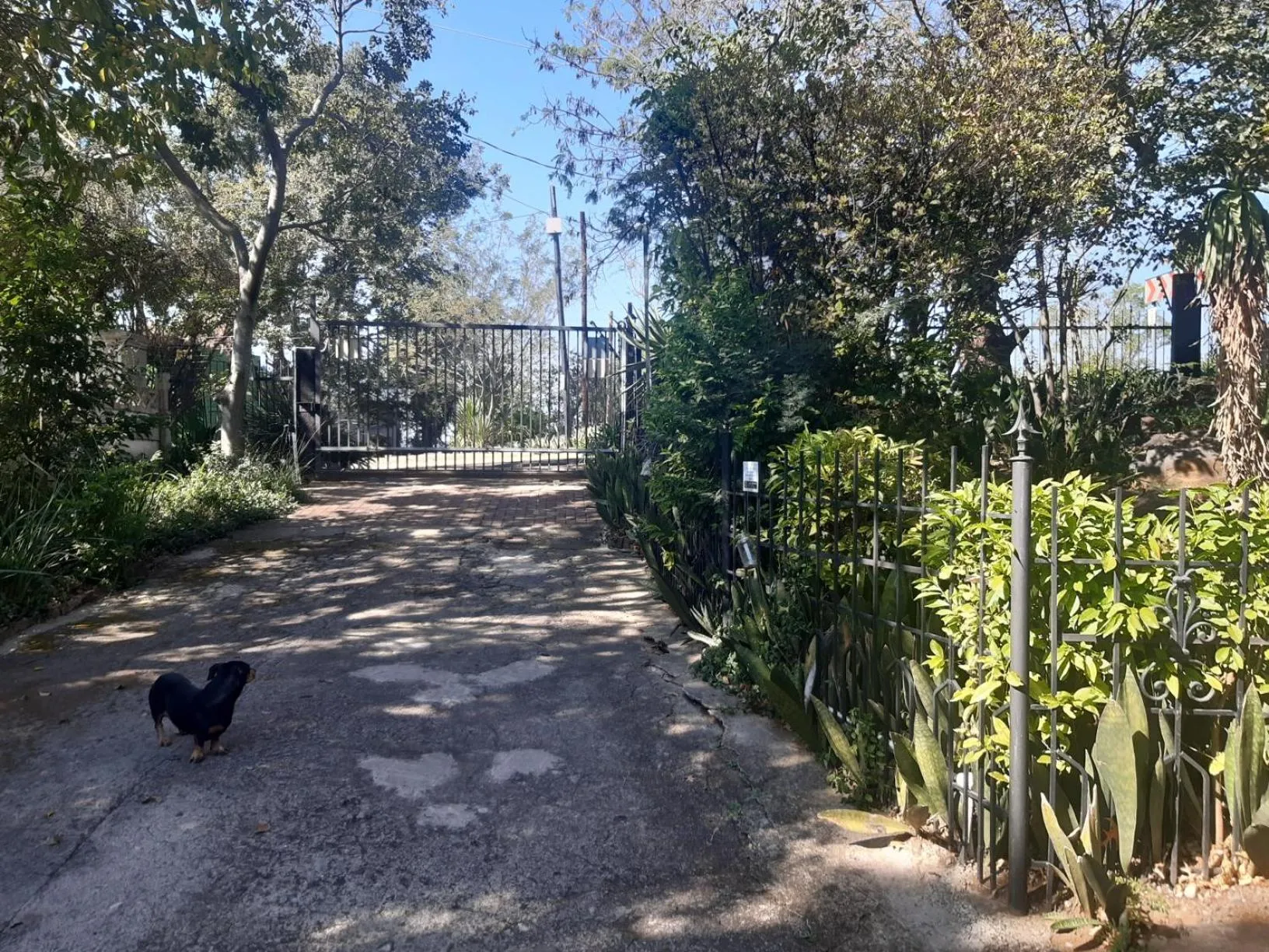 Spring in Lavender Lane