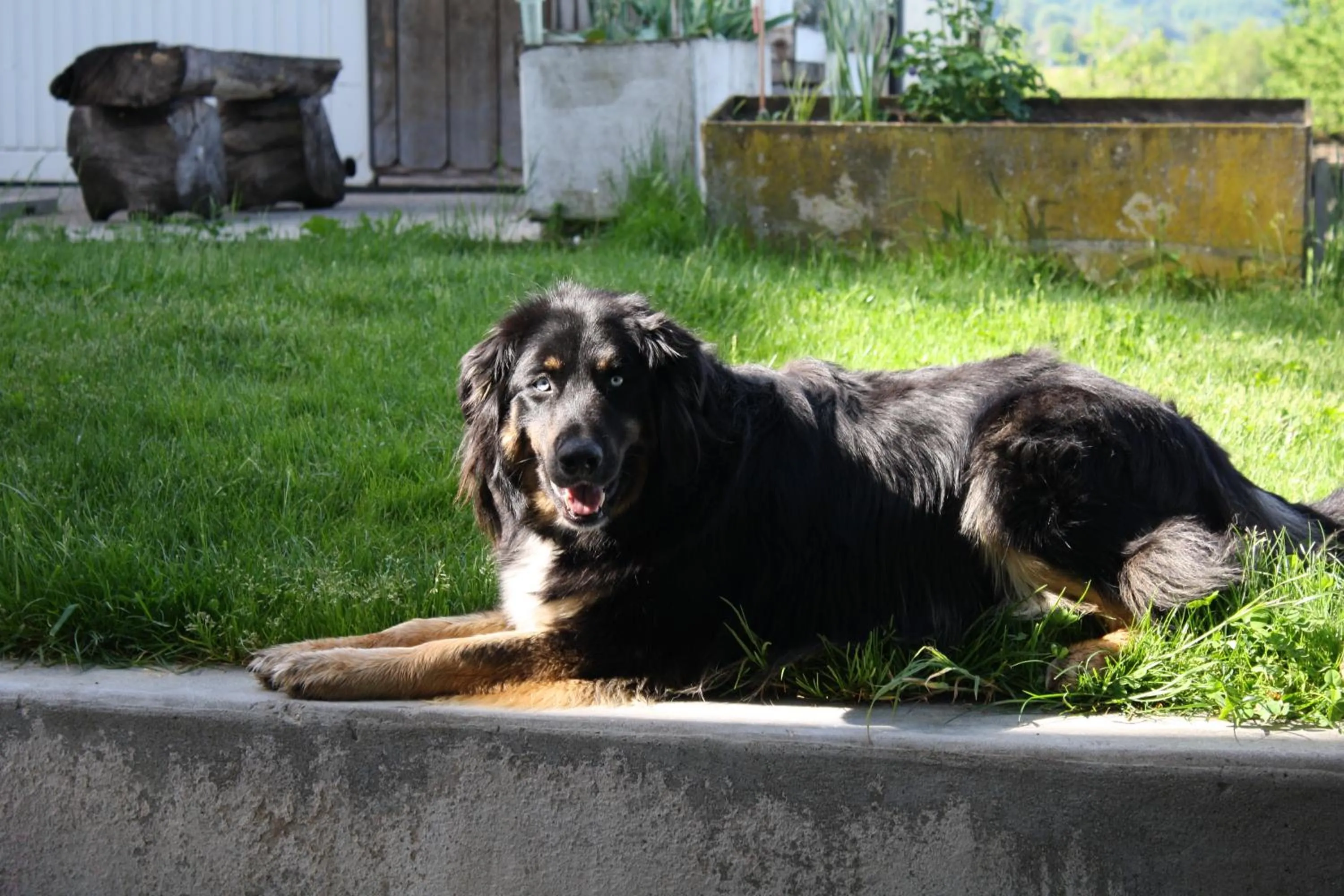 Pets in Hof Oberprehl