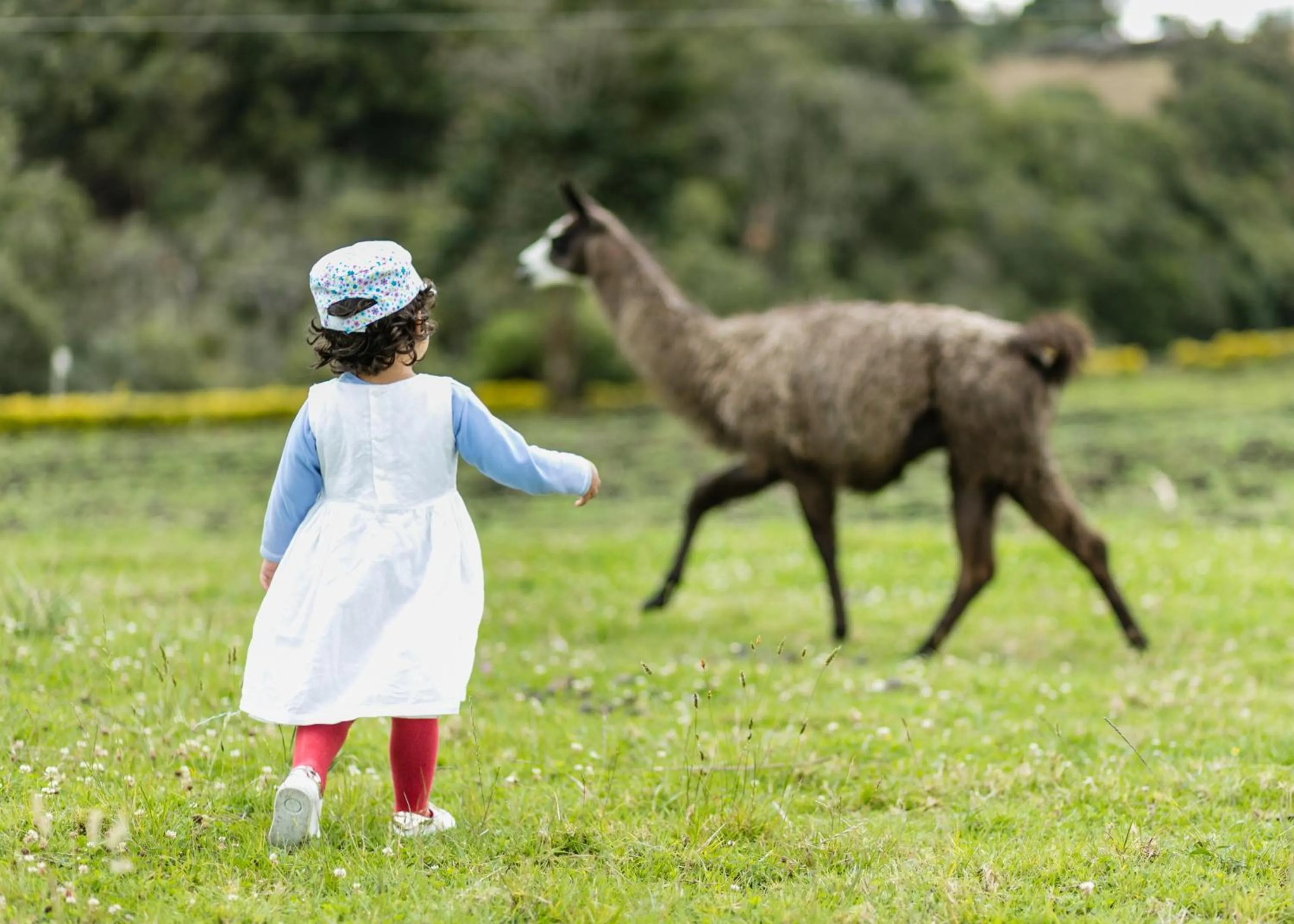 Animals in Hotel Campestre La Periquera