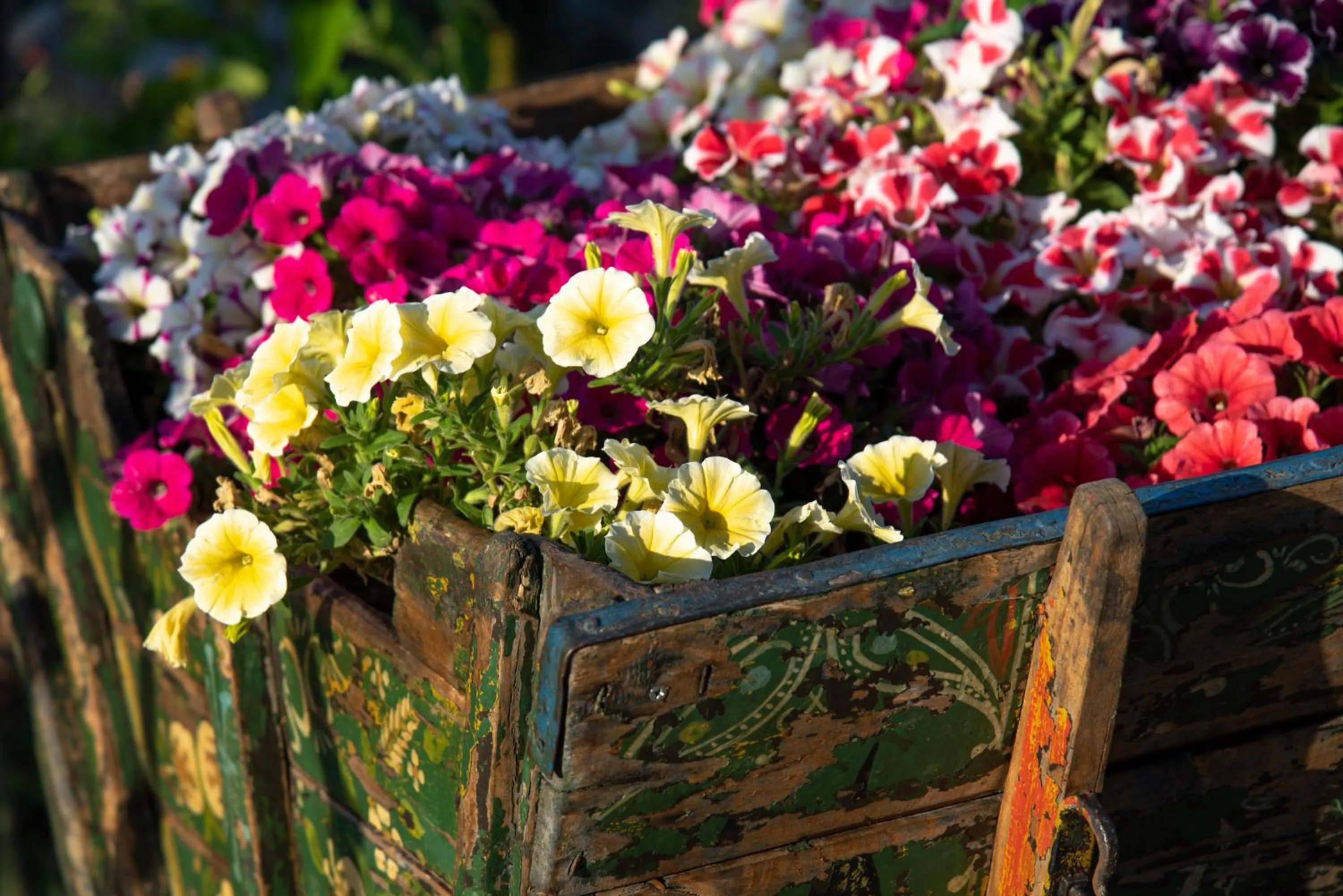 Garden in Elounda Heights (Adults Only)