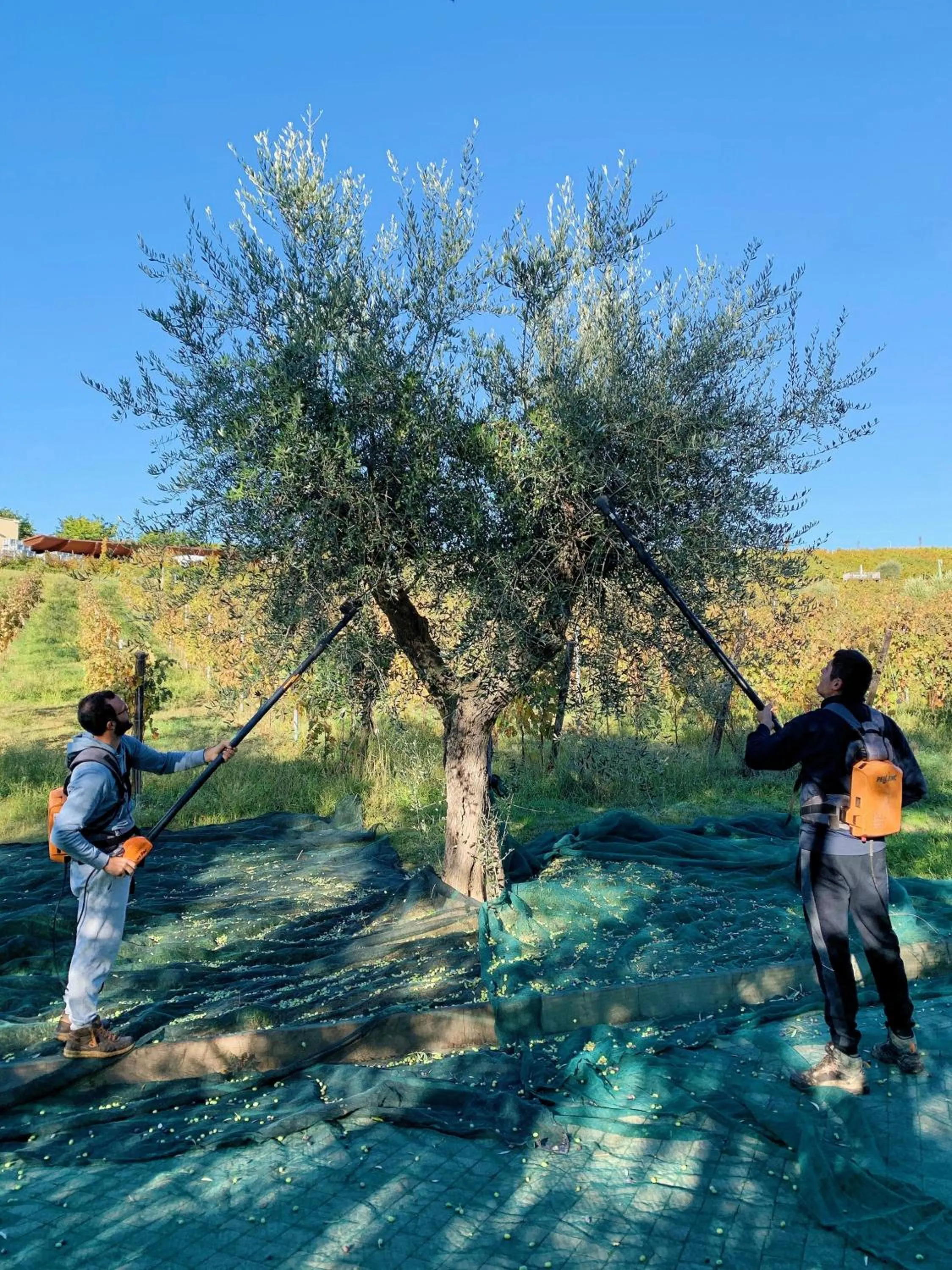 Day in Officina del Sole