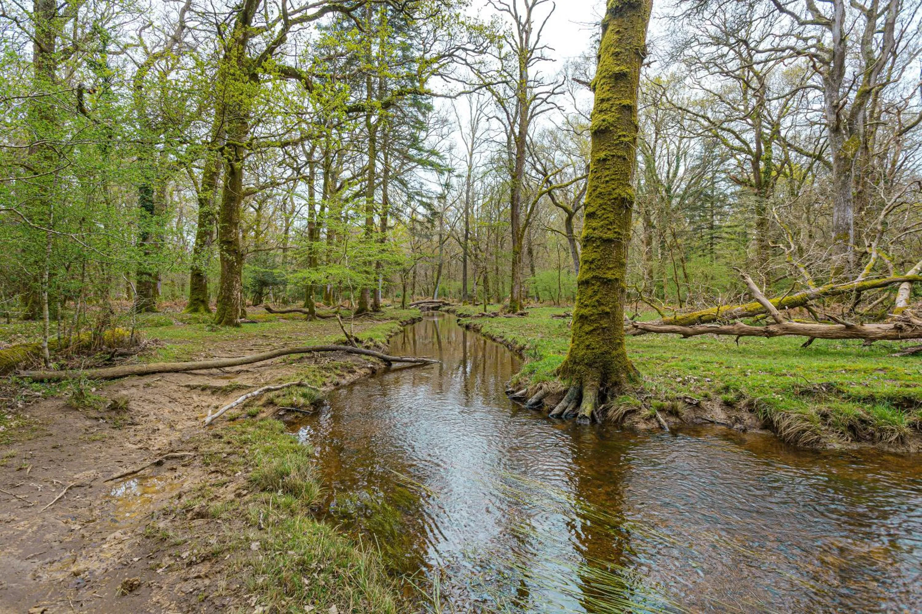 Location in Forest Park Country Hotel & Inn, Brockenhurst, New Forest, Hampshire - The Coaching Inn Group