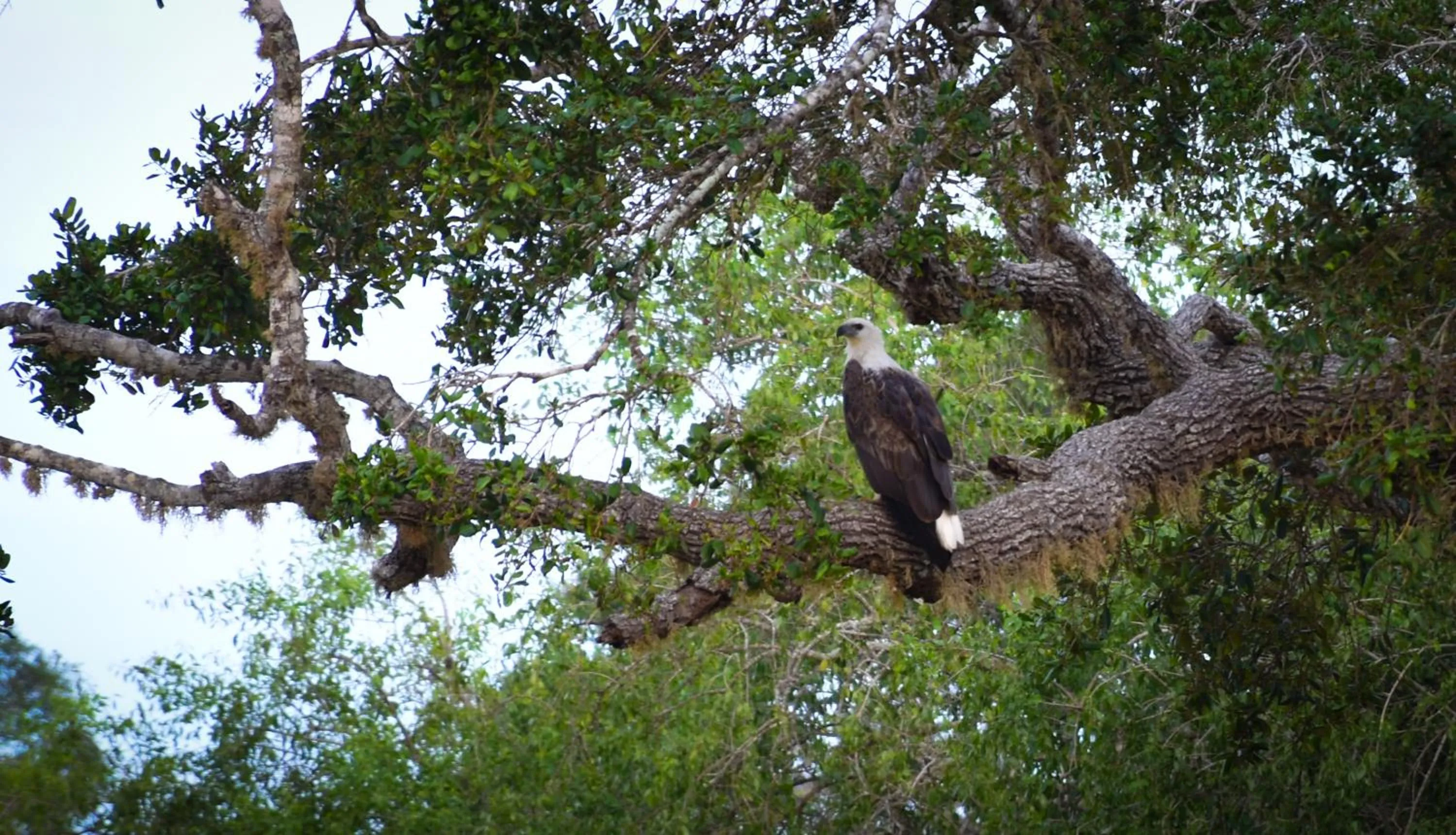 Natural landscape in Hide Yala