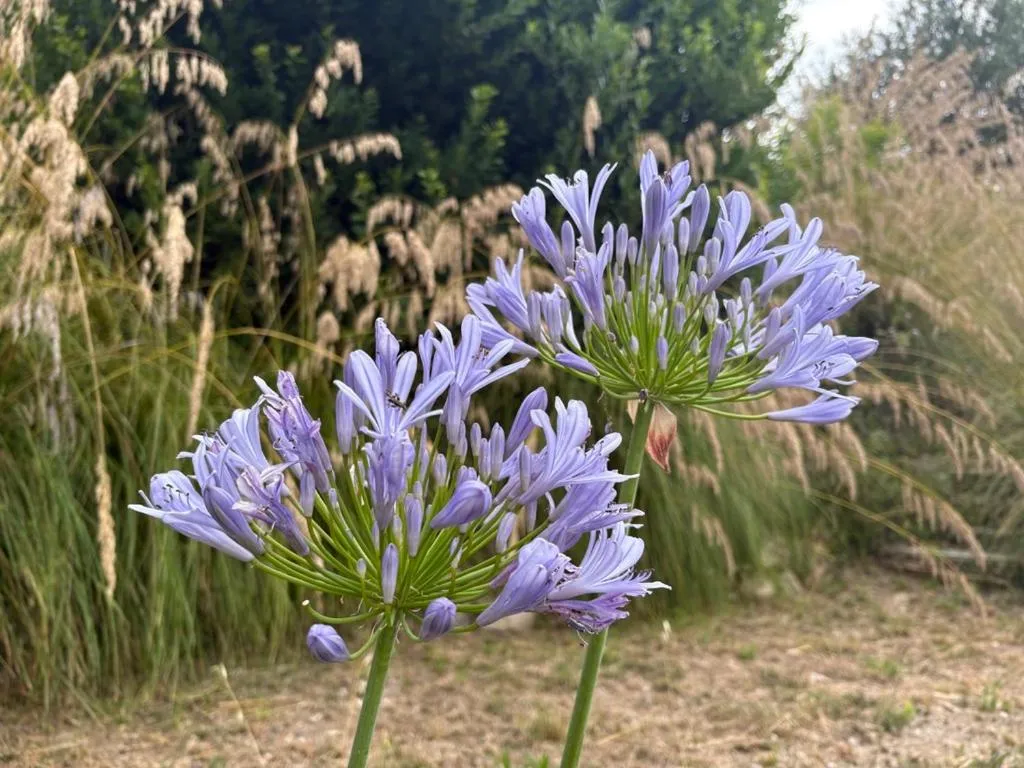 Garden in Casa delle Sorgenti
