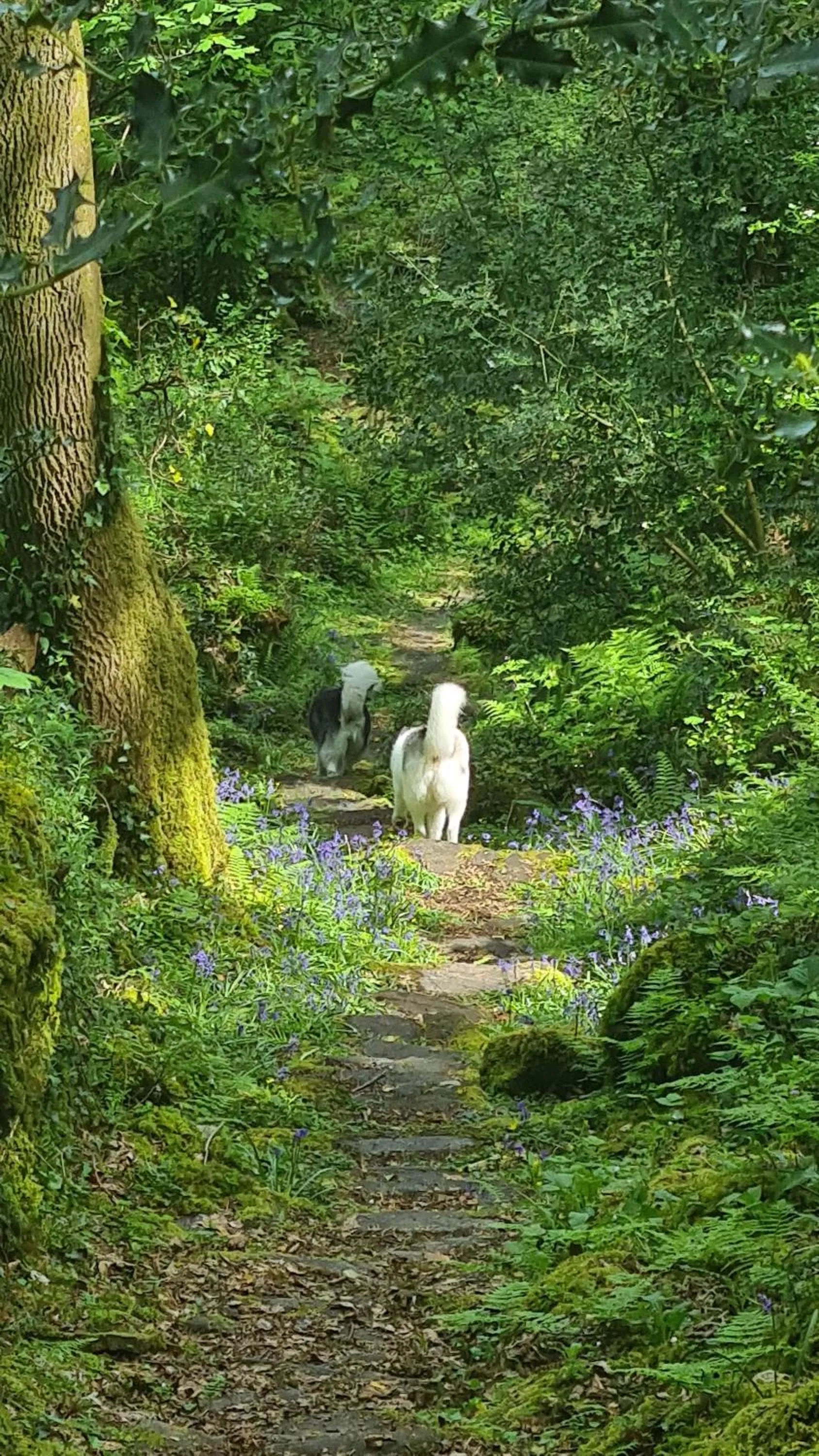 Spring in Y Branwen Restaurant & Rooms - Adult Only and Dog Friendly