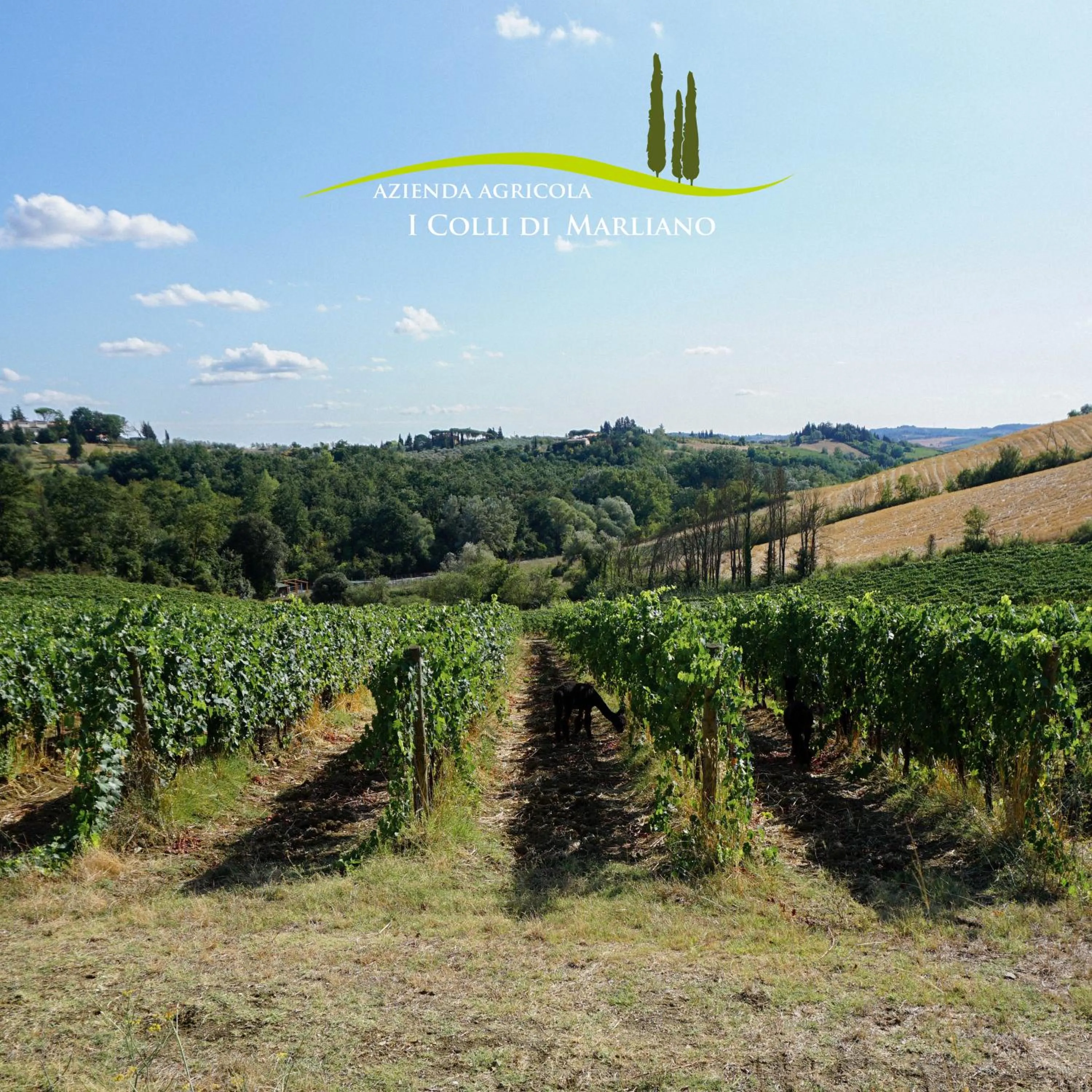 Natural landscape in Azienda Agricola I Colli di Marliano