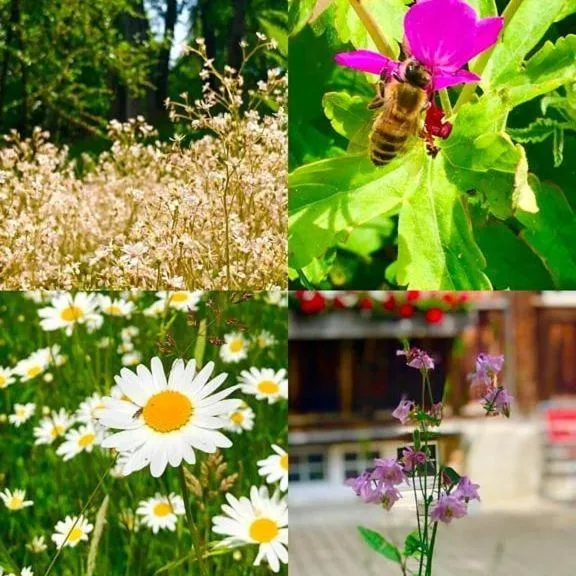 Garden in Ferienhotel Idyll Gais