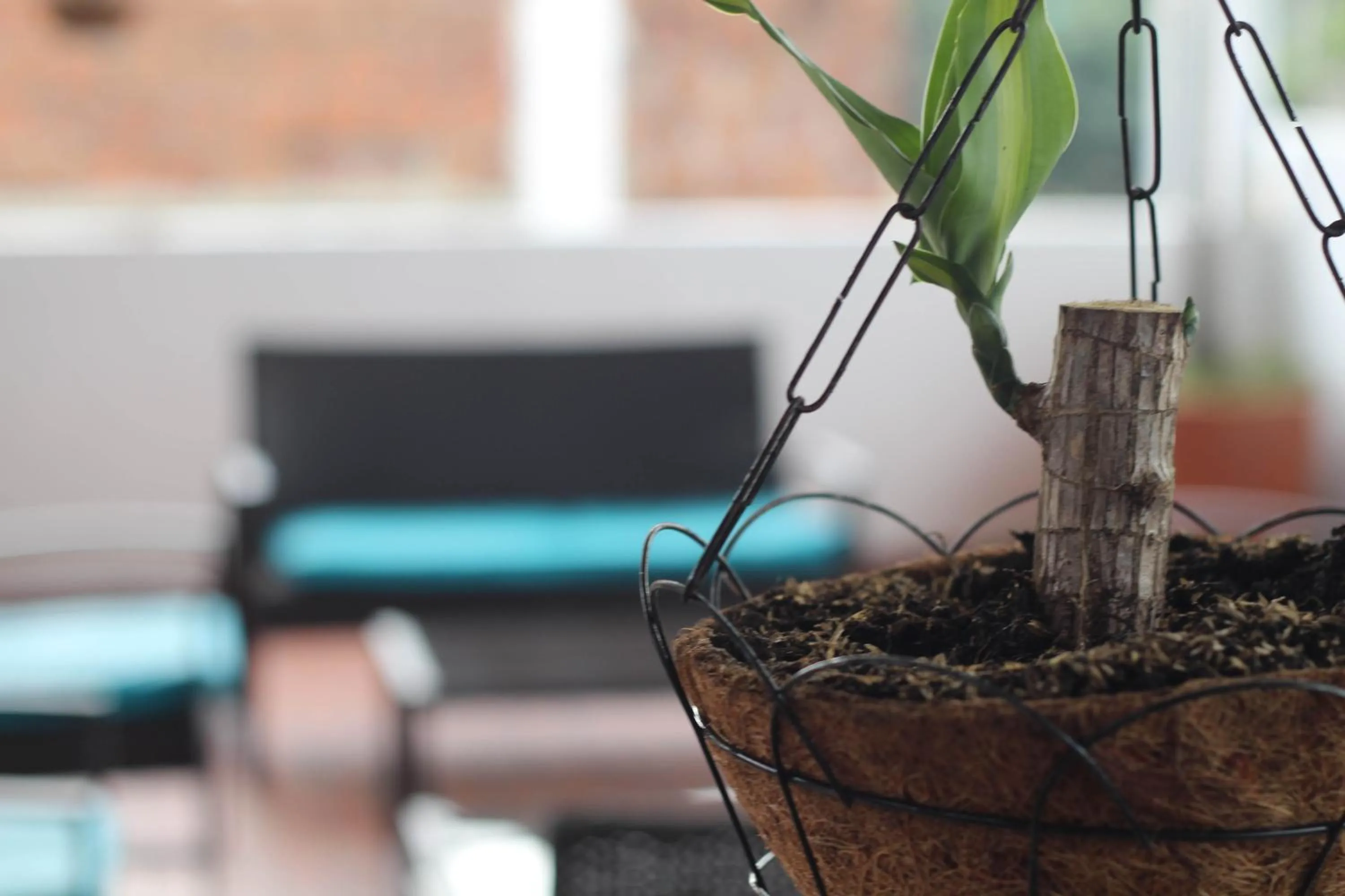 Garden in Hotel Brisas De Calima