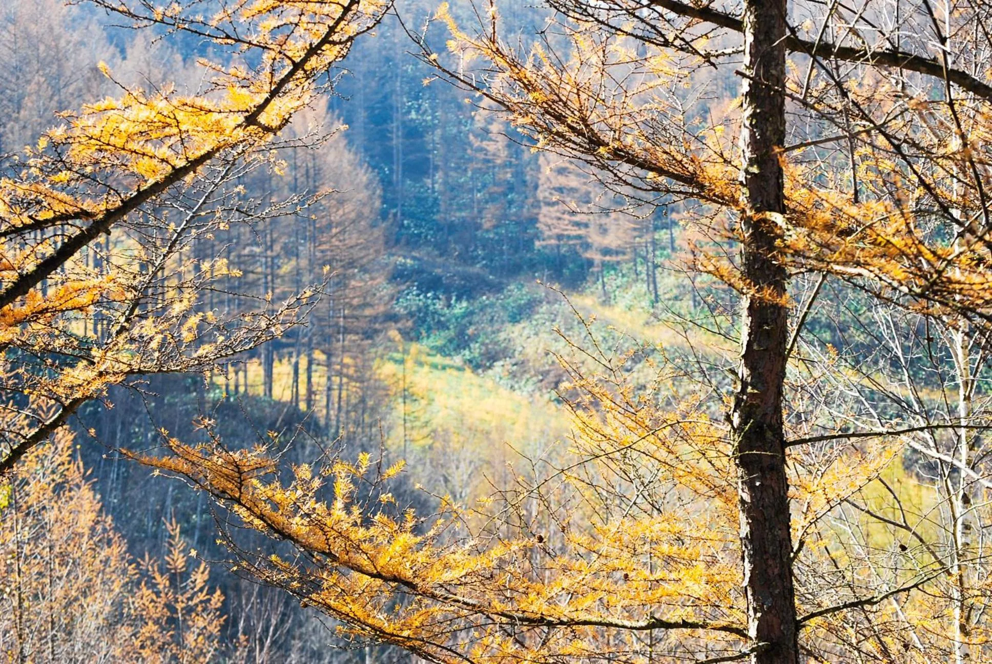 Autumn in Auberge Ninguruforet