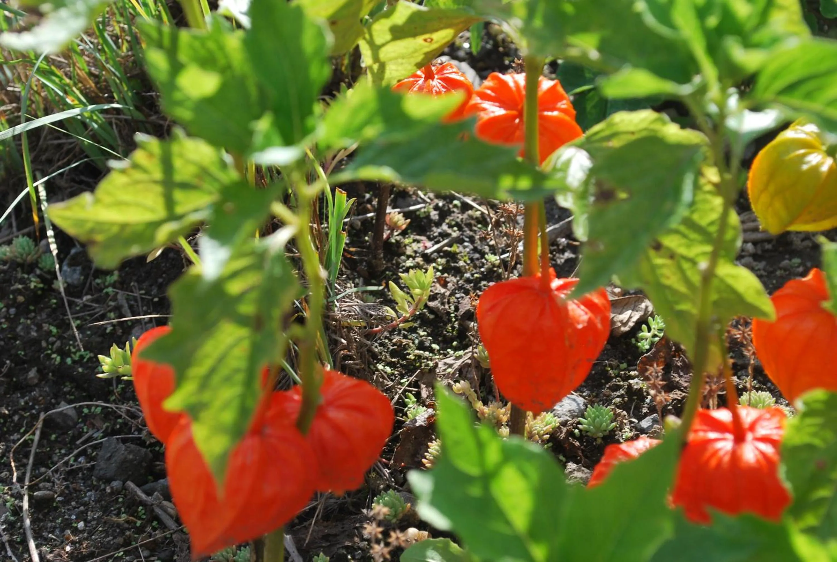 Auberge Ninguruforet