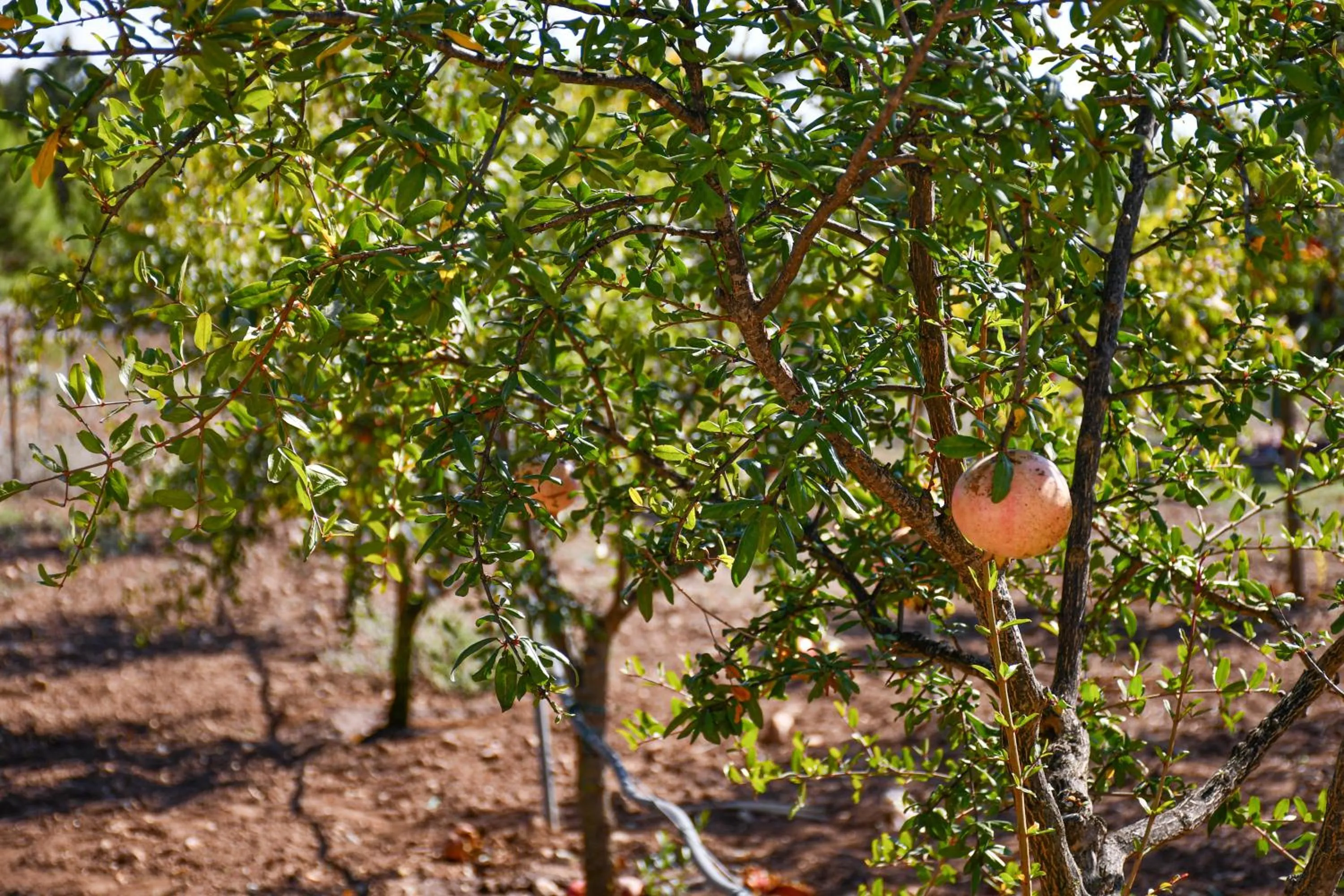 Calasole Country House