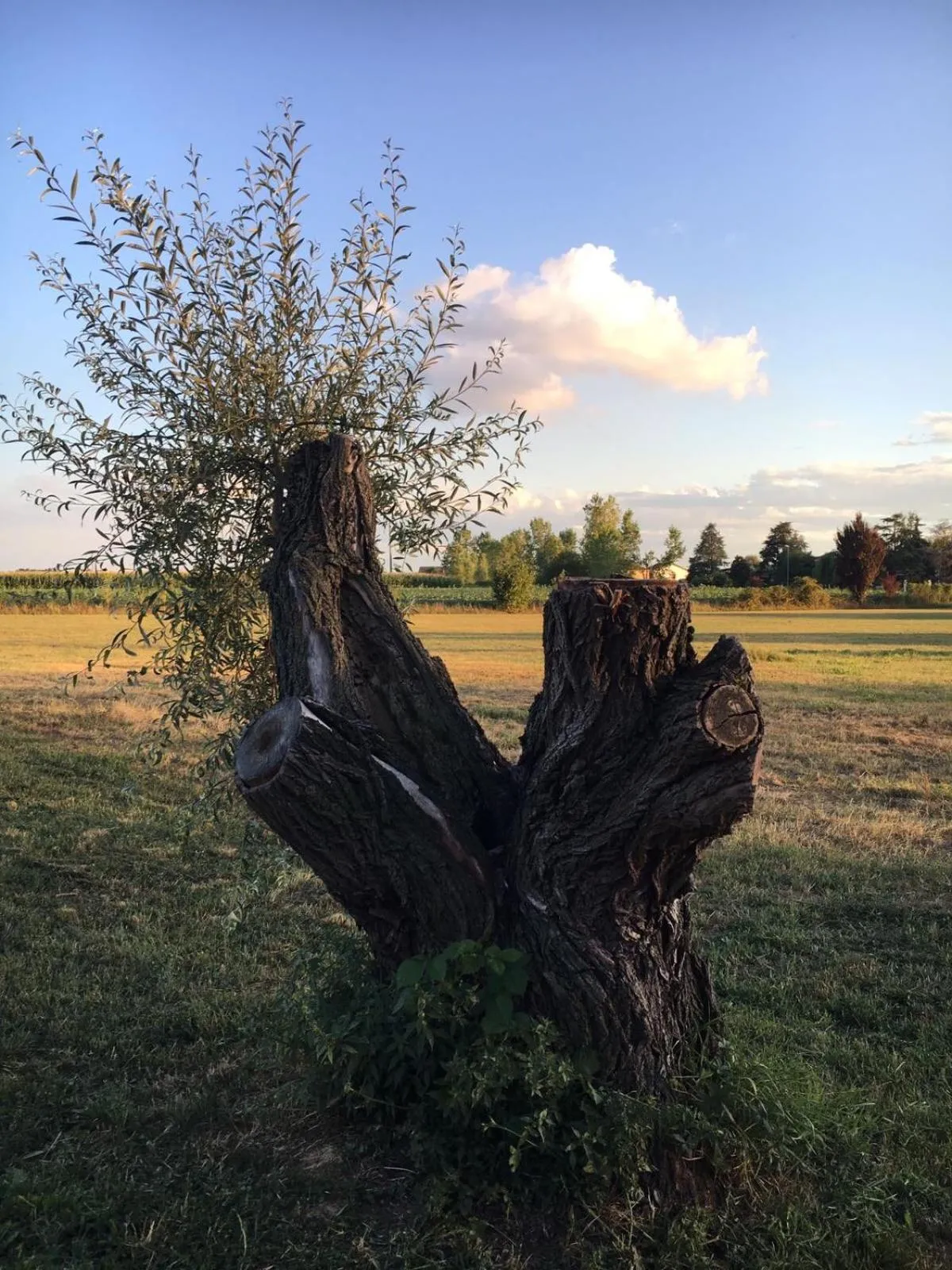 Summer in Bed & Breakfast Il mio Gelso