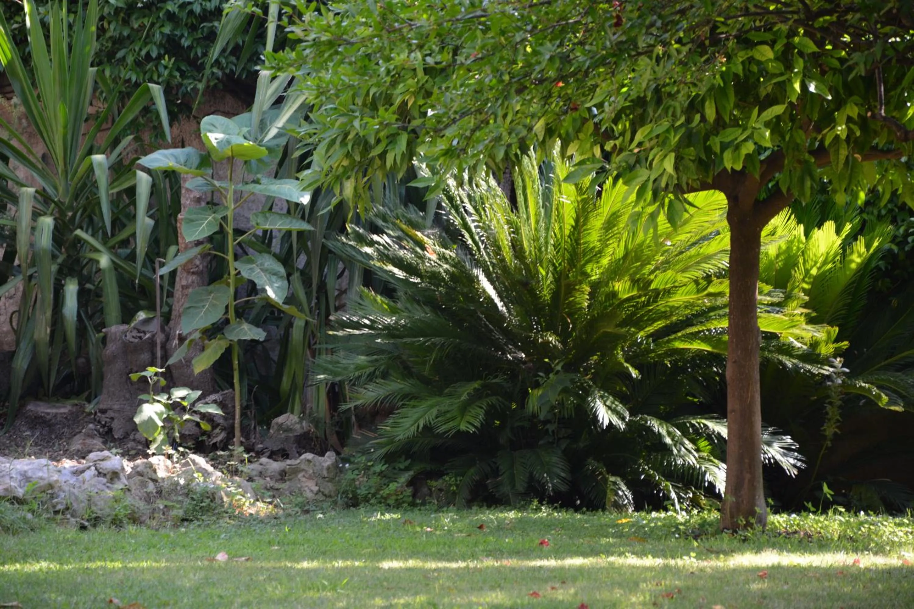 Garden in Les Passiflores