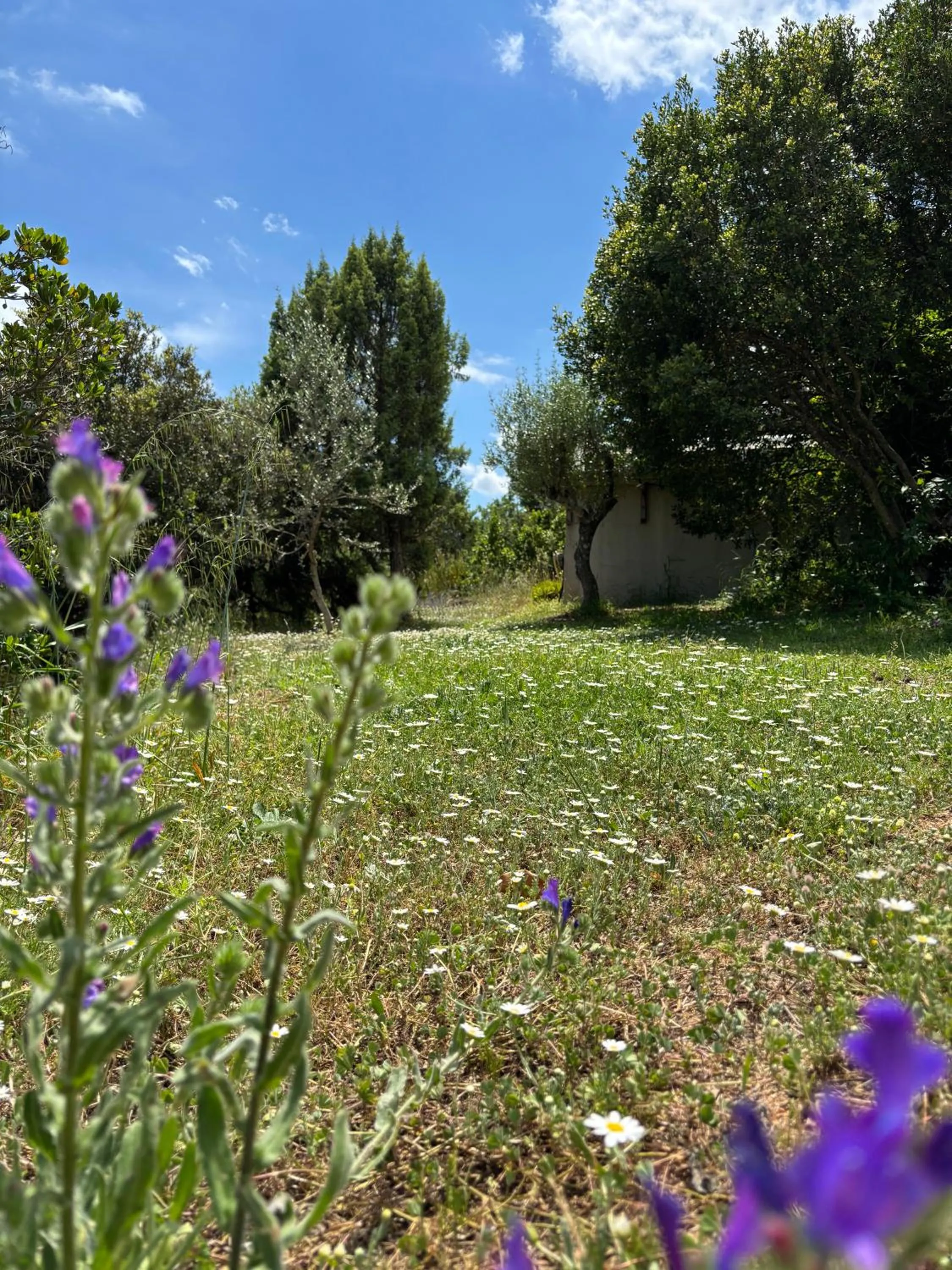 Garden in Villa Giulia
