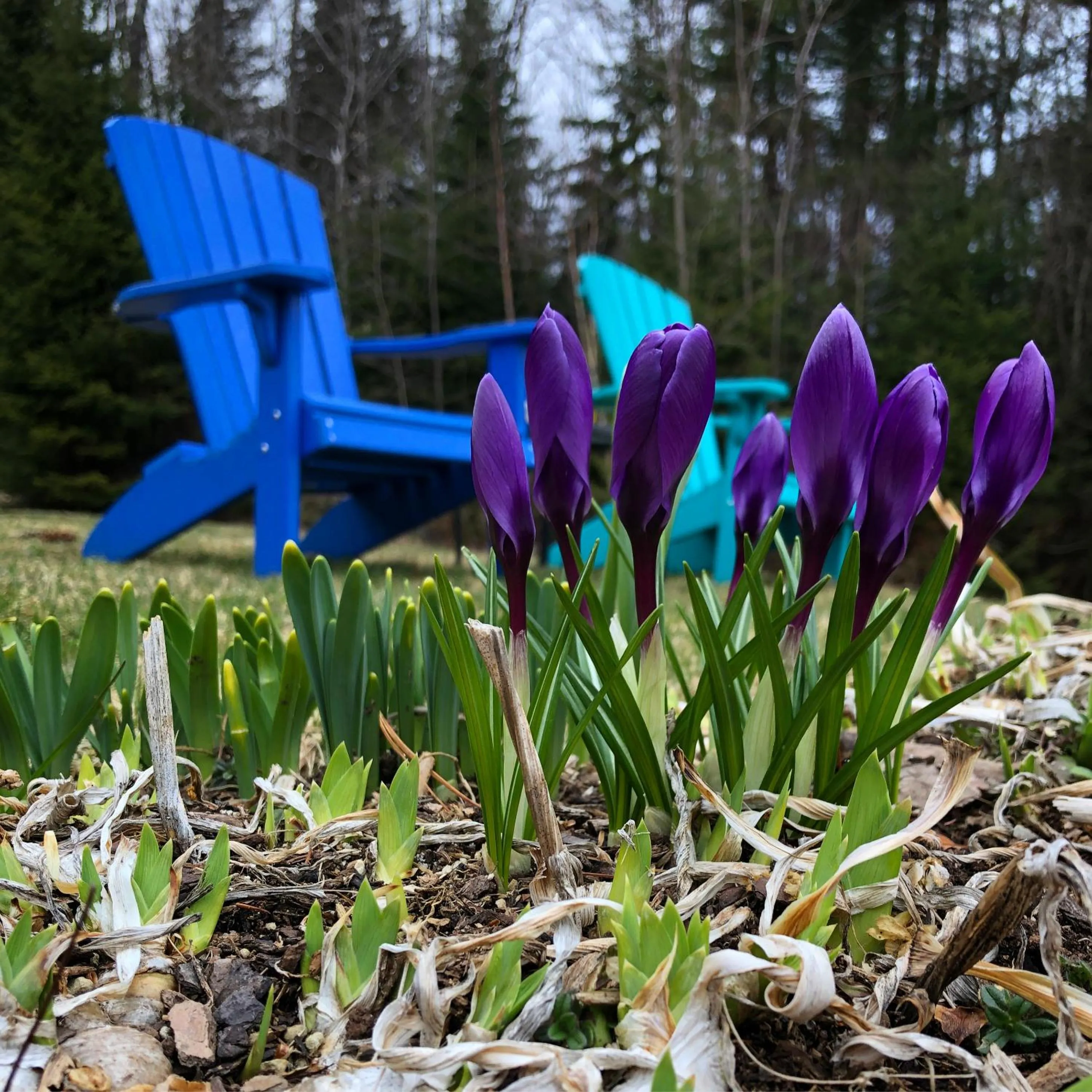 Robert Frost Mountain Cabins