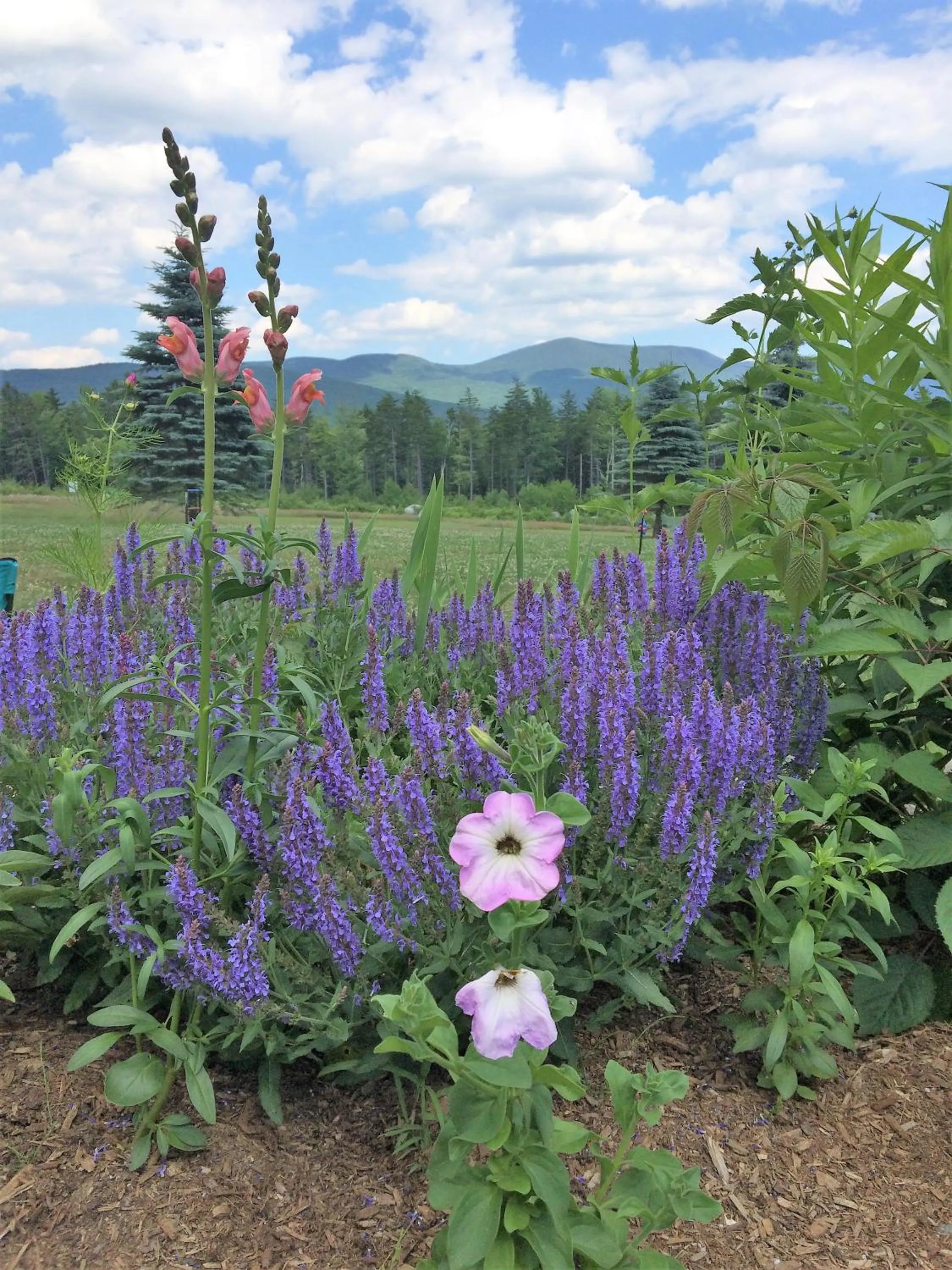 Garden in Robert Frost Mountain Cabins