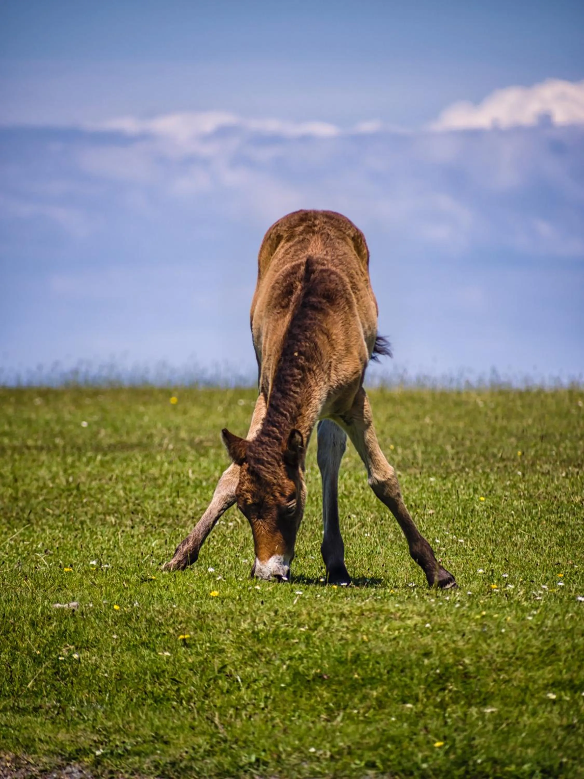 Animals in Yarn Market Hotel