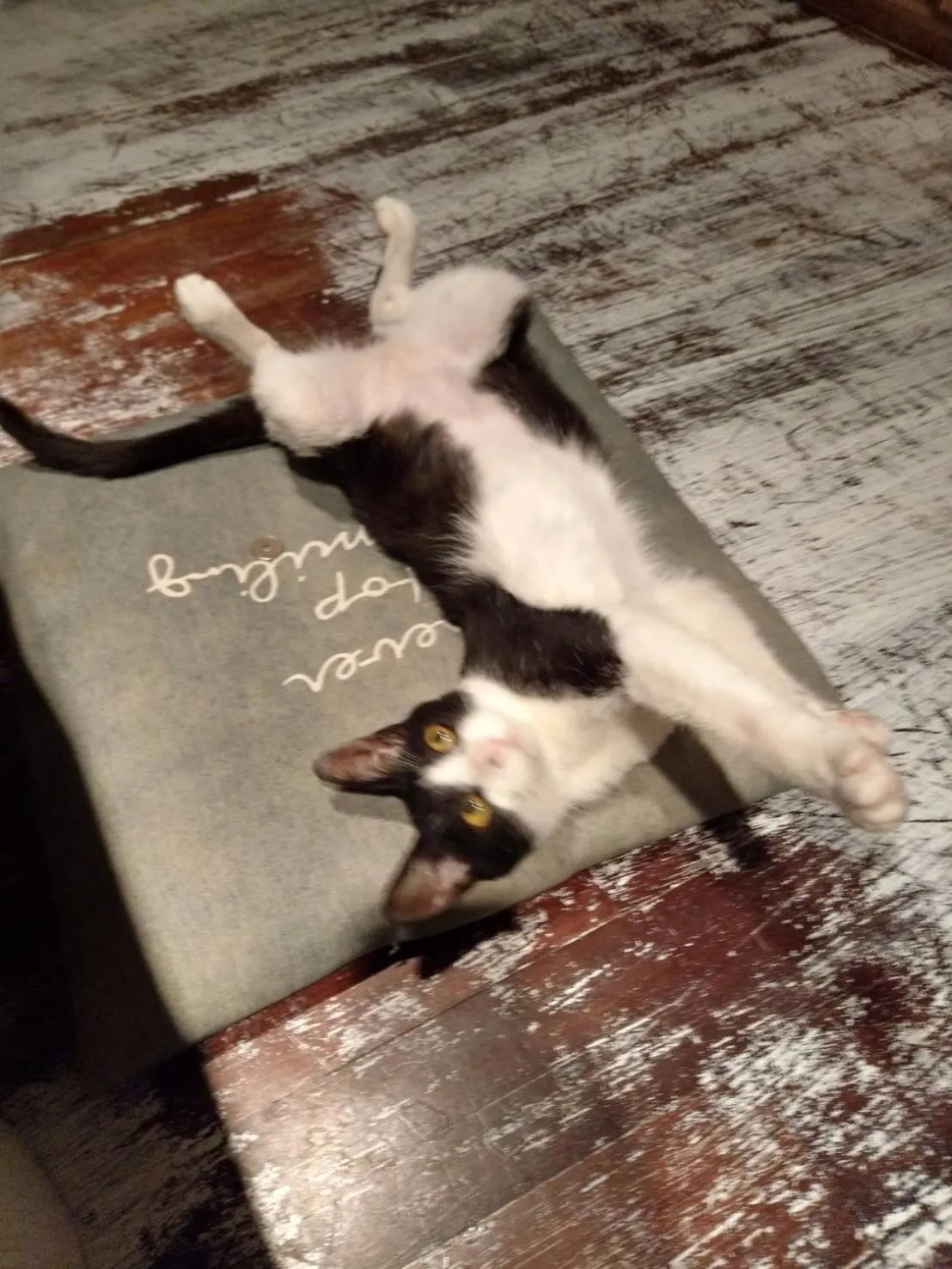 Pets in guest house Holoholo Ishigakijima