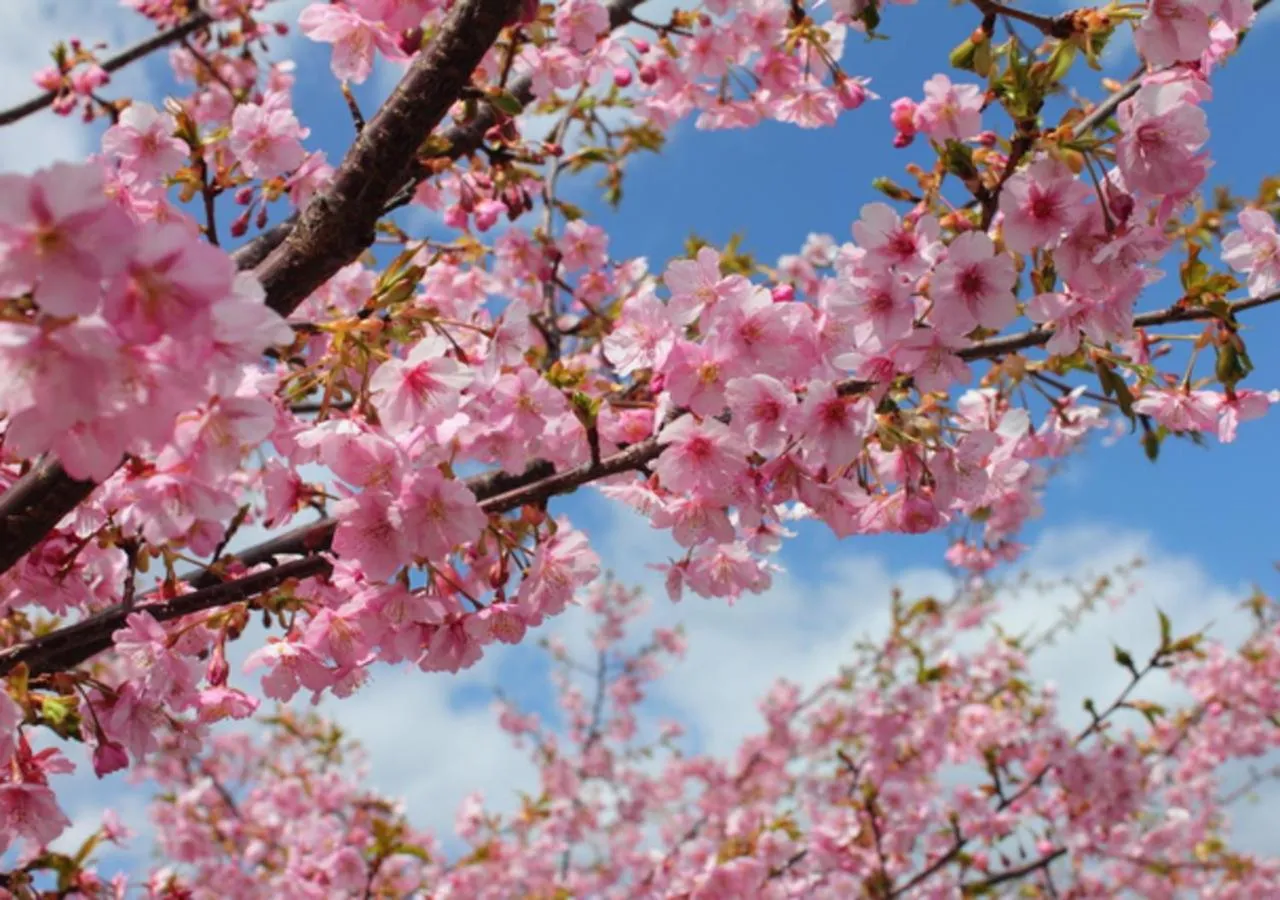 Seasons in Le Nessa Akazawa