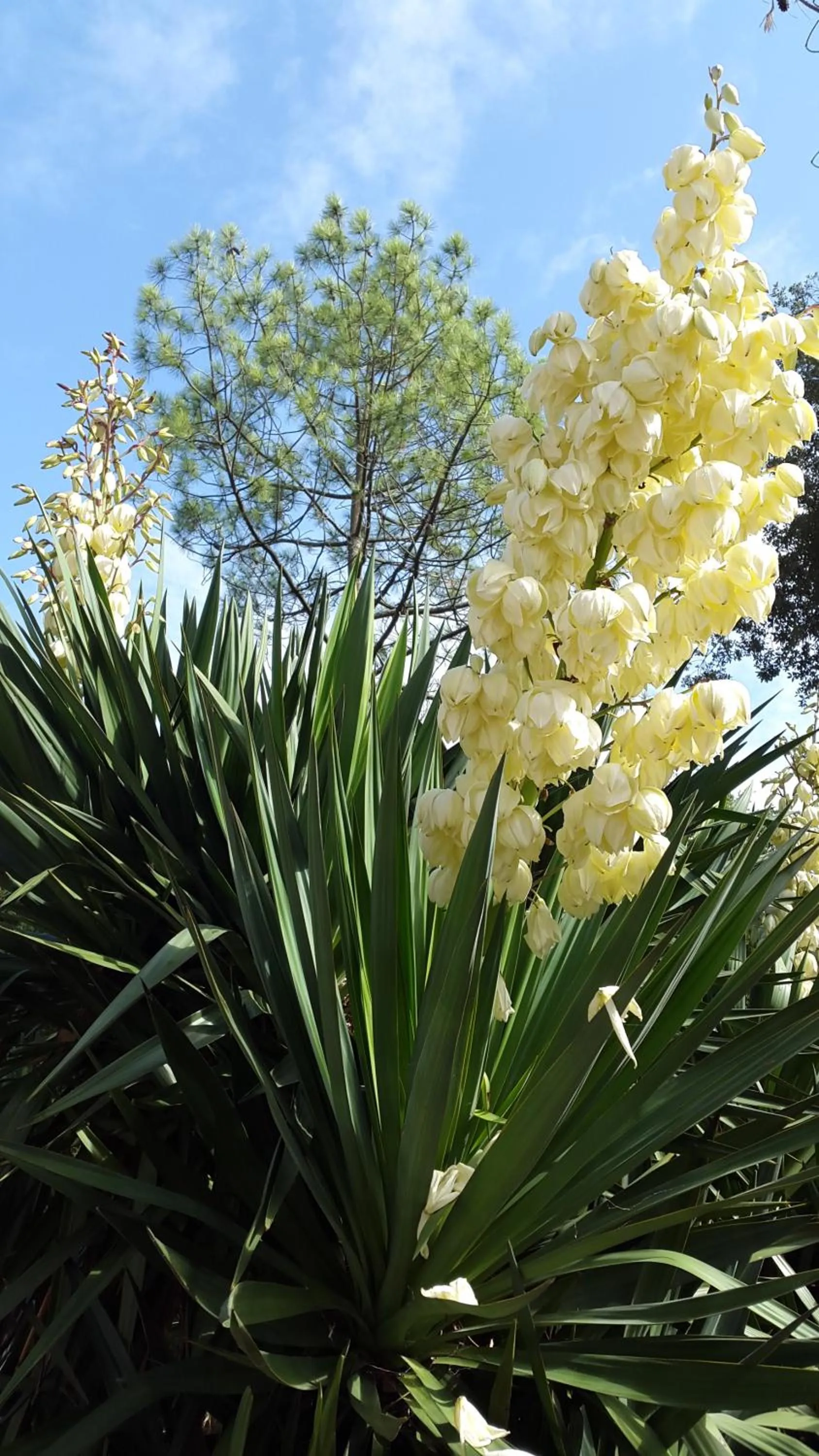Natural landscape in BREVOCEAN Chb calme Côte Atlantique