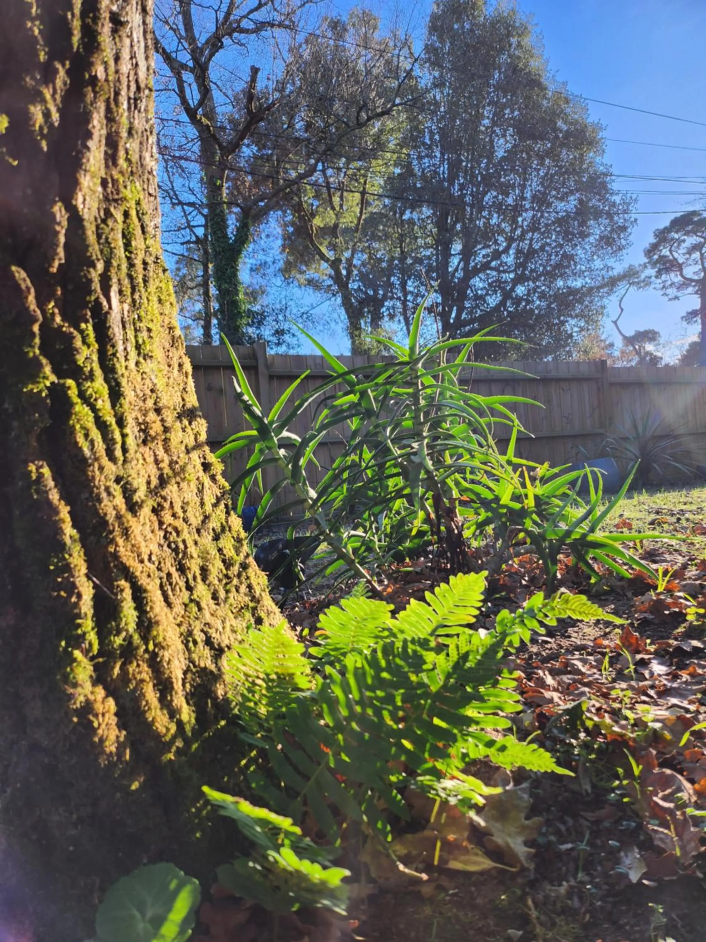 Garden view in BREVOCEAN Chambre calme Côte Atlantique