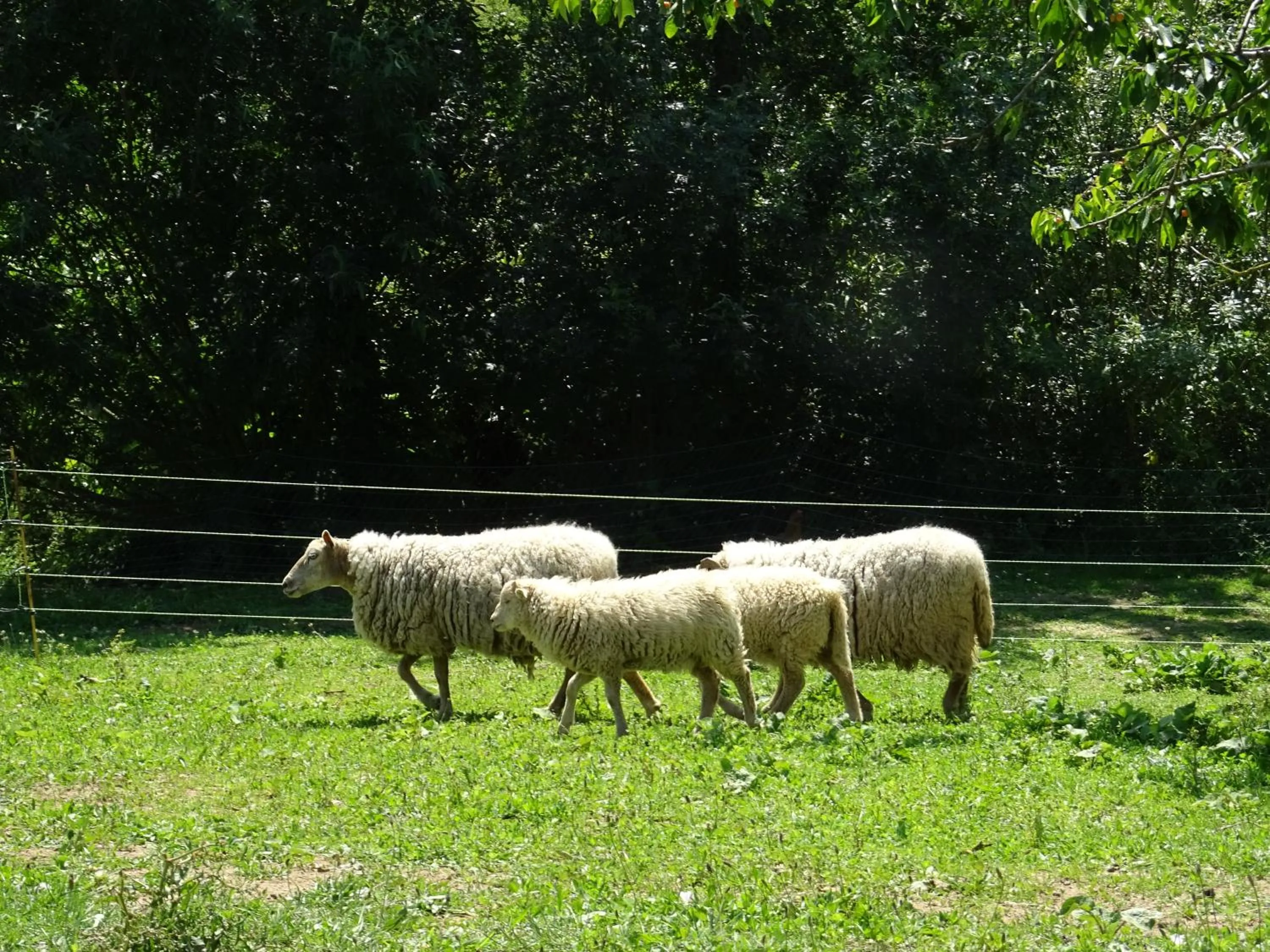 Pets in Terre et Eau Les chambres d'hotes B&B Sèvremont