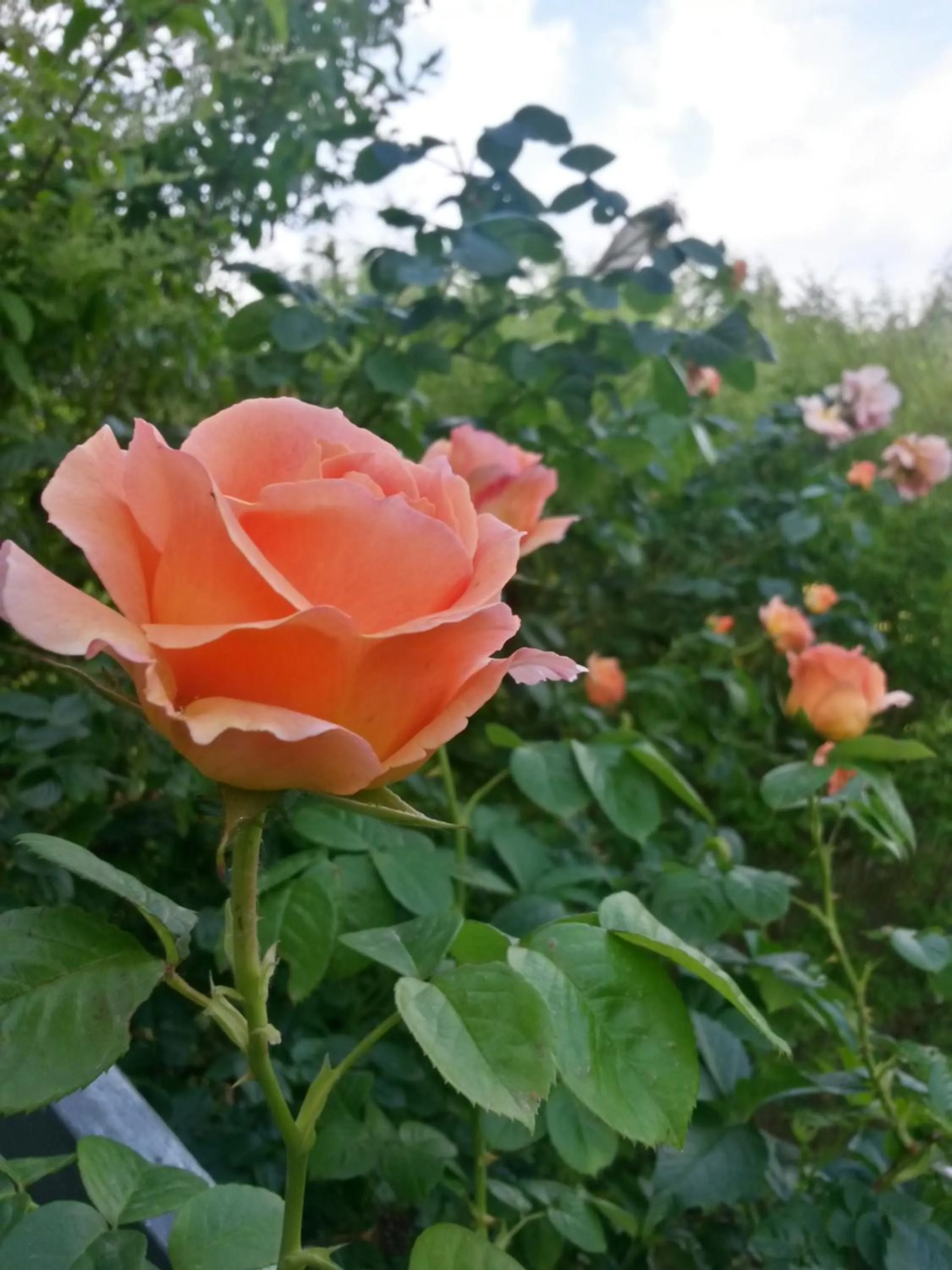 Garden view in CasaVittorio