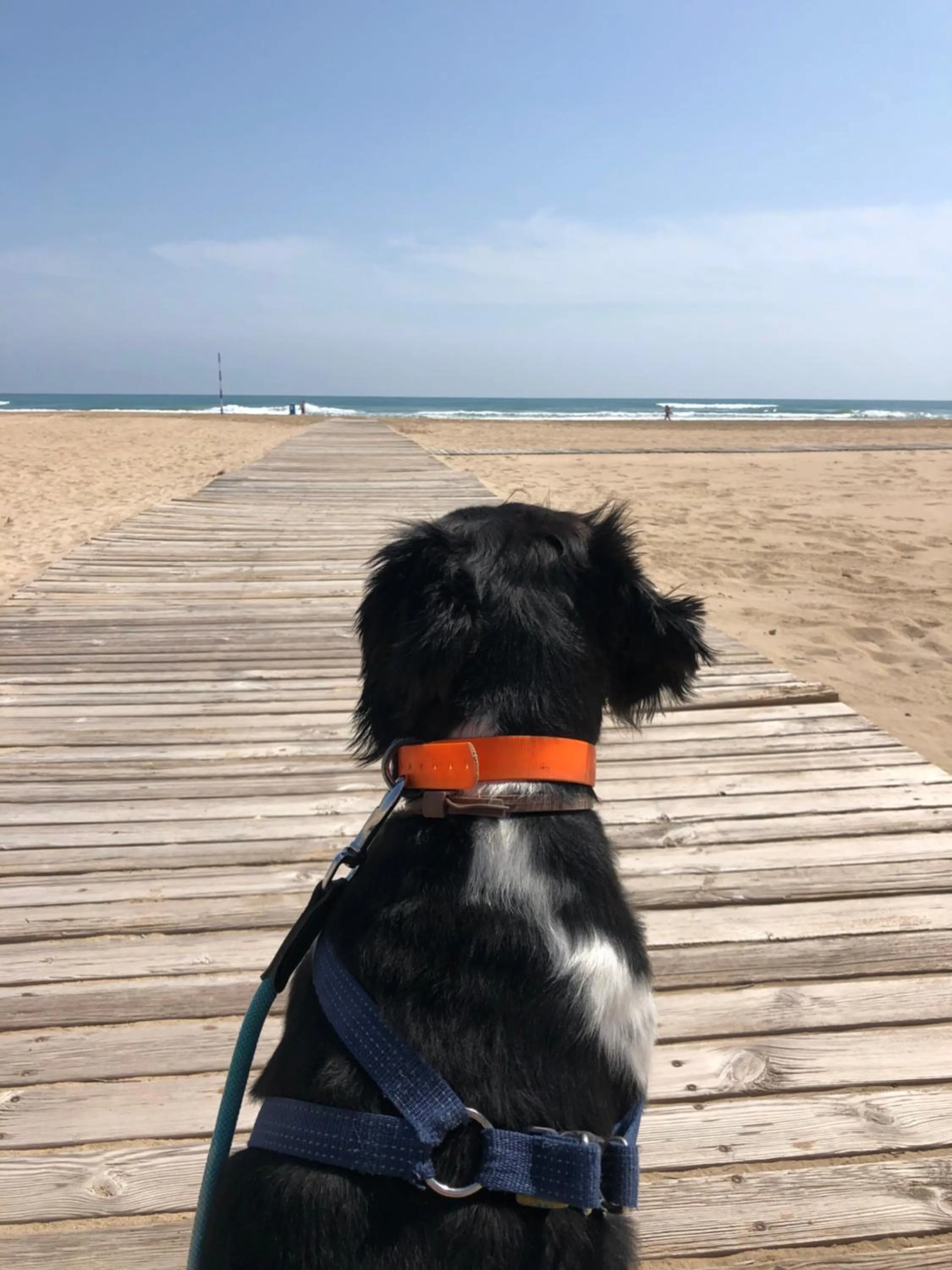 Pets in Hugo Beach Hotel & Apartments