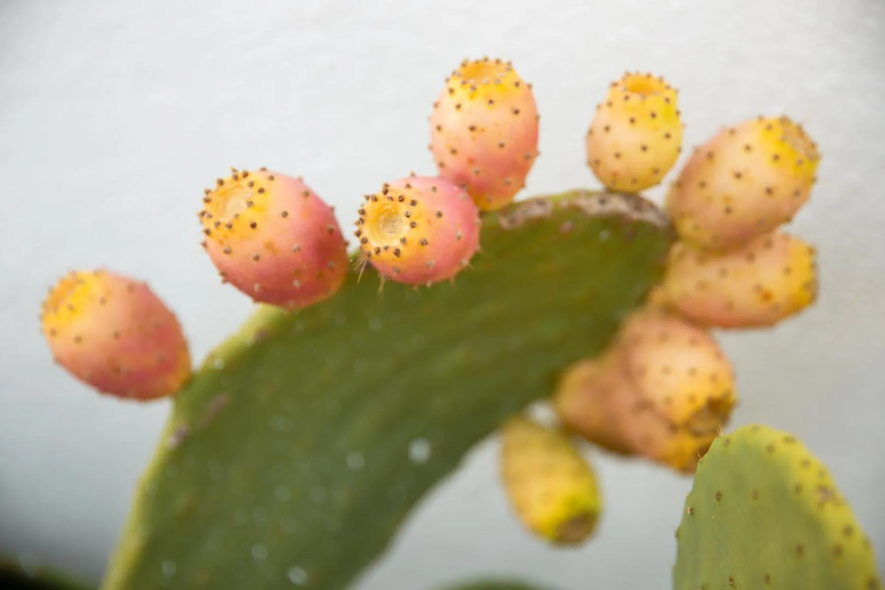 Day in Masseria San Michele