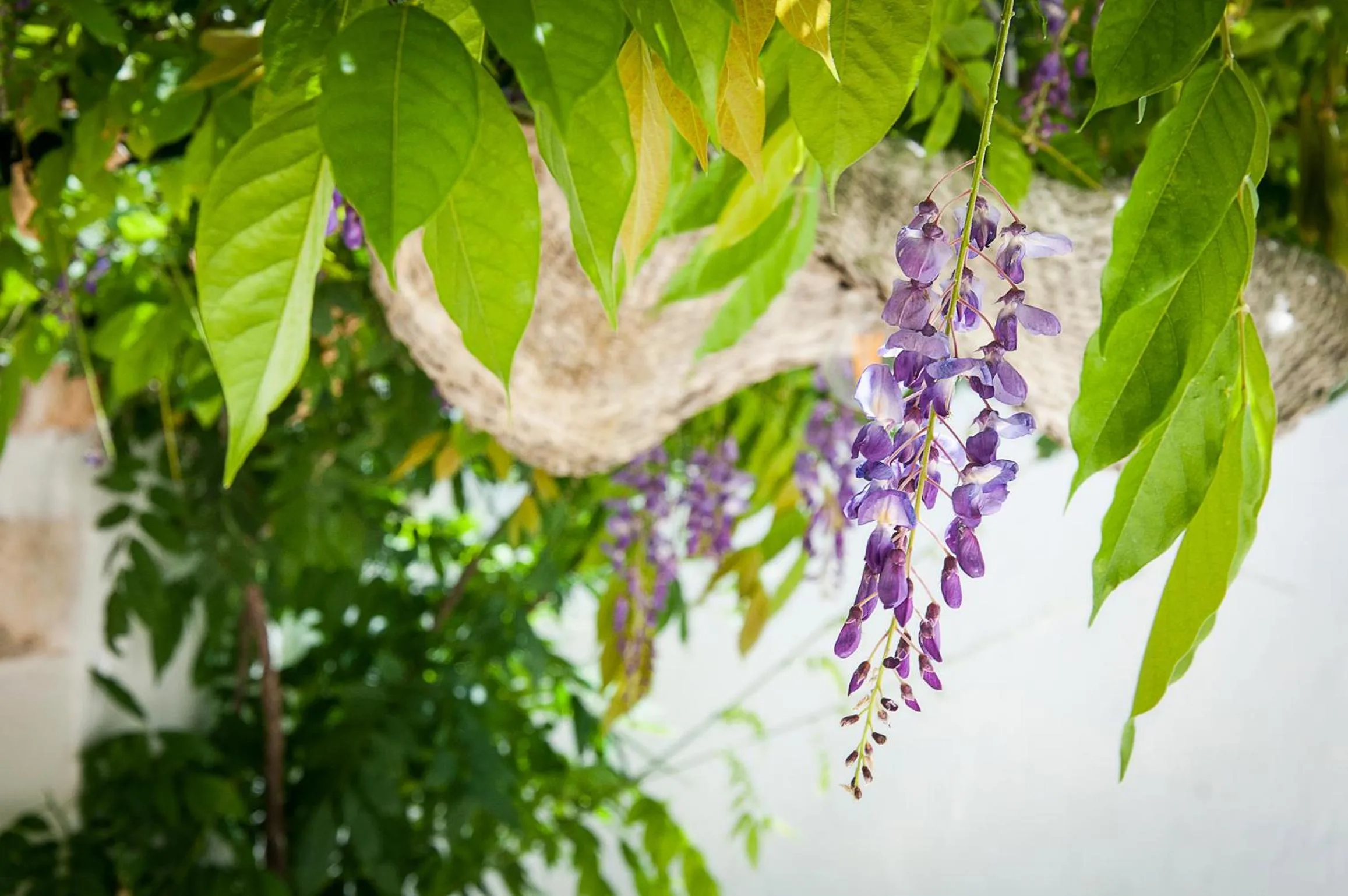 Spring in Masseria San Michele