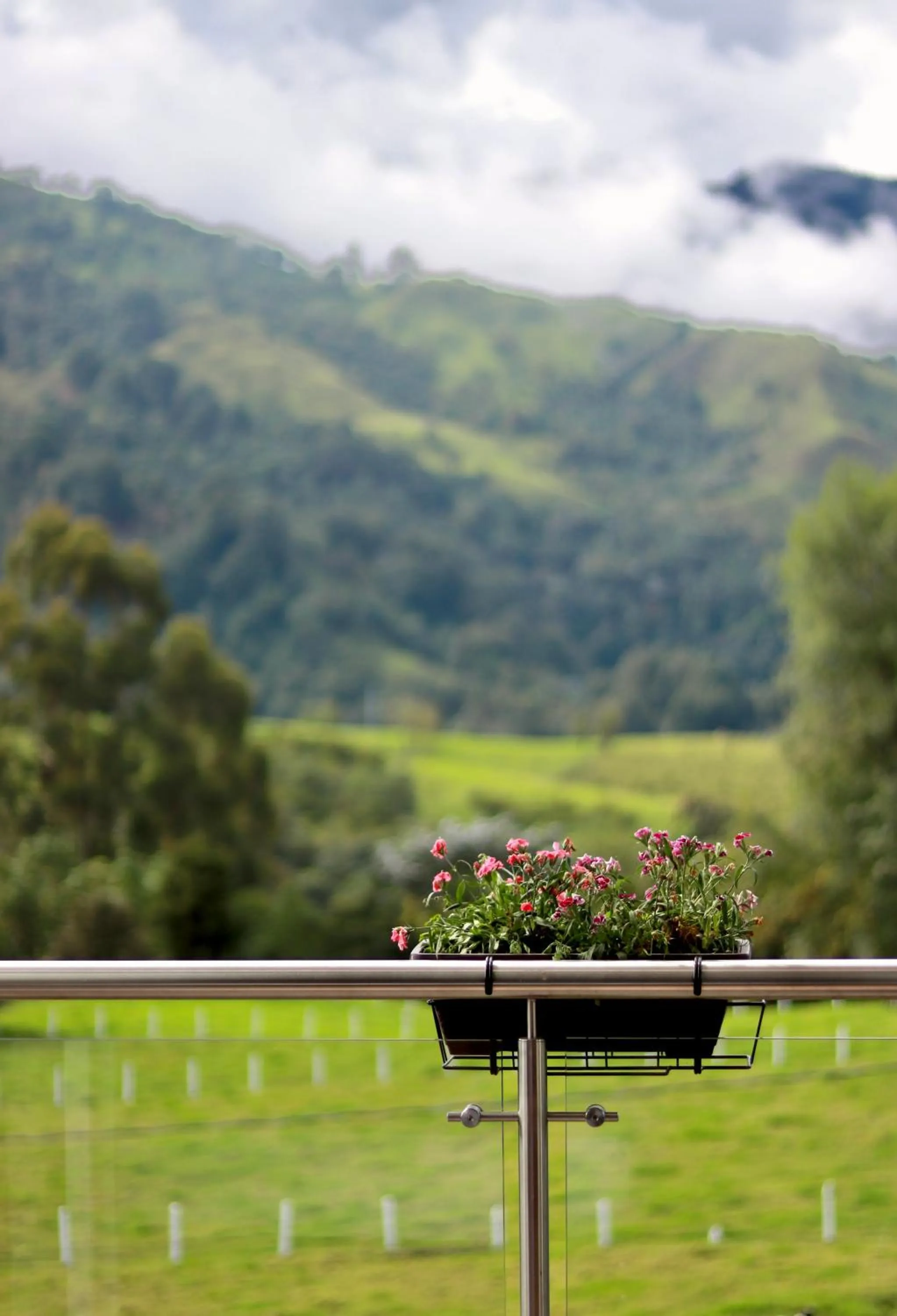 Natural landscape in Hotel Boutique Palmas de Salento