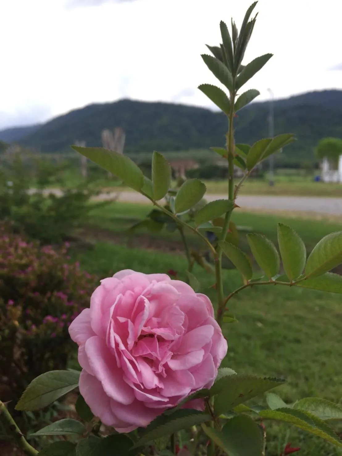 Samerdrow Khao Yai