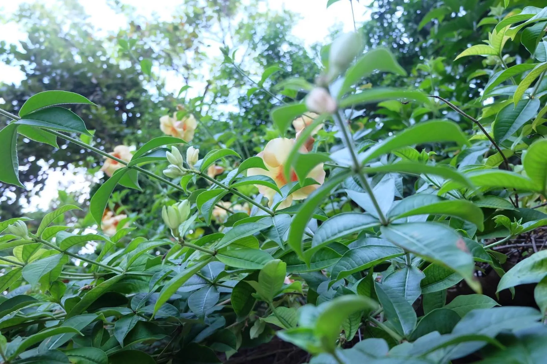 Samerdrow Khao Yai
