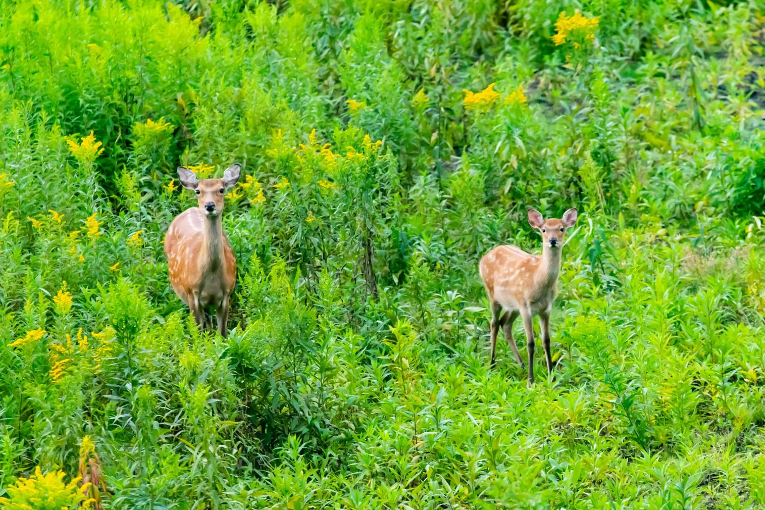 Animals in Kyukamura Shikotsuko