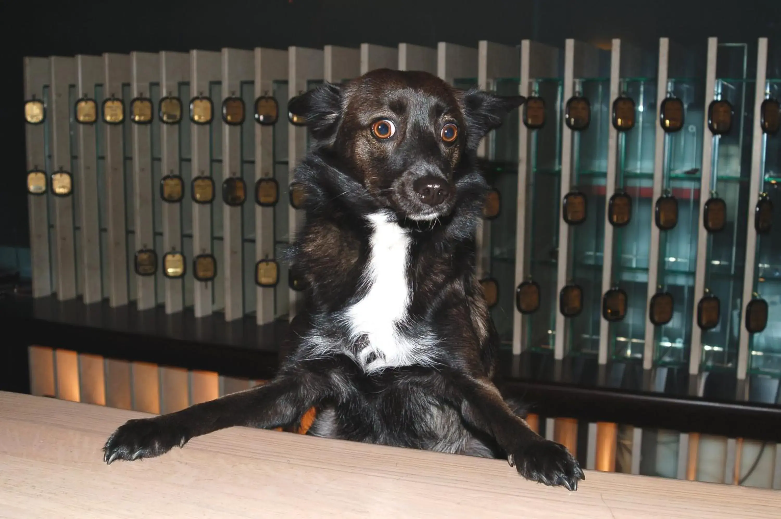 Lobby or reception in Astoria Hotel Italia Lobby or reception in Astoria Hotel Italia