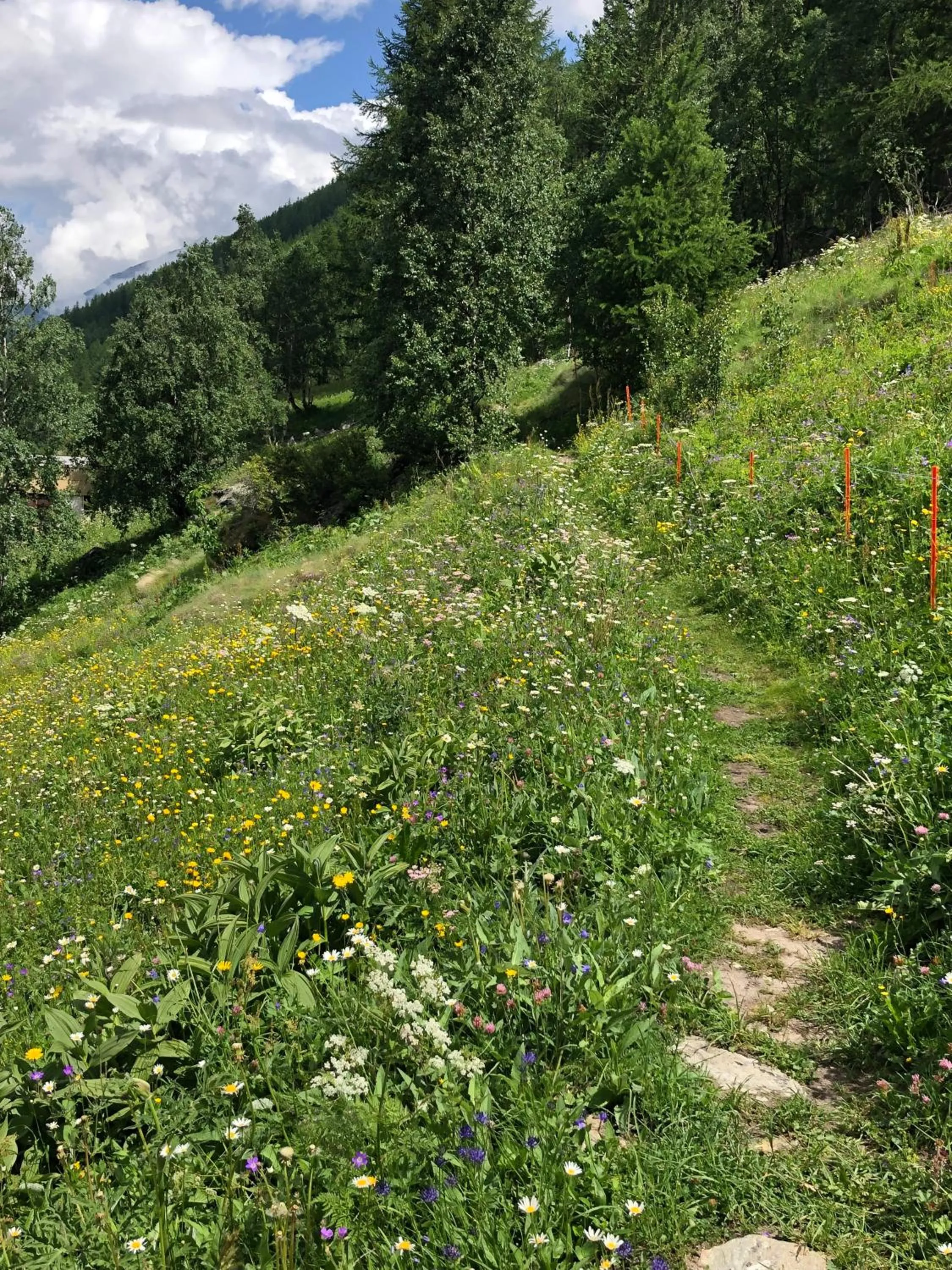 Natural landscape in Hotel Adler