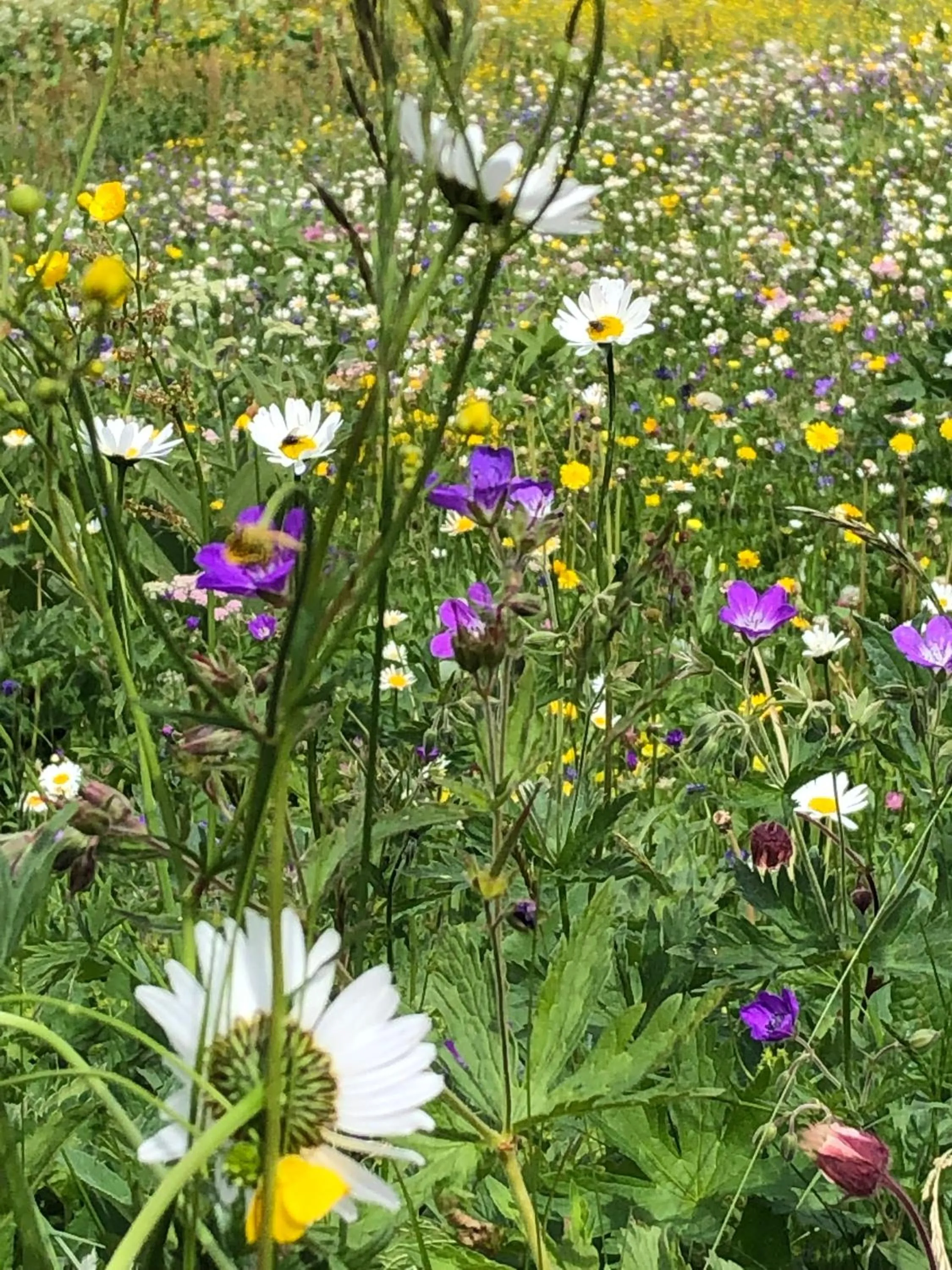 Garden in Hotel Adler