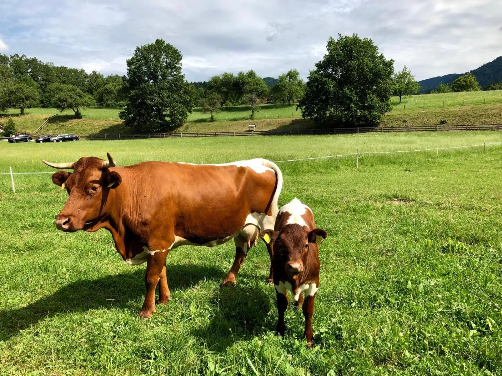 Animals in Glamping Savinja