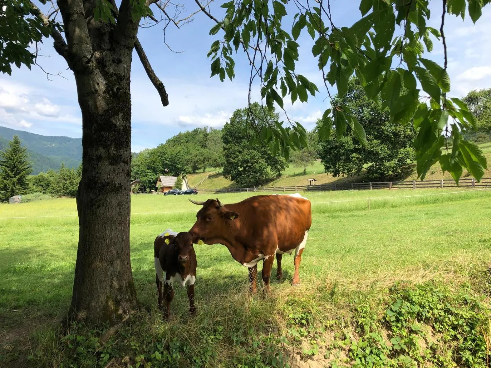 Animals in Glamping Savinja