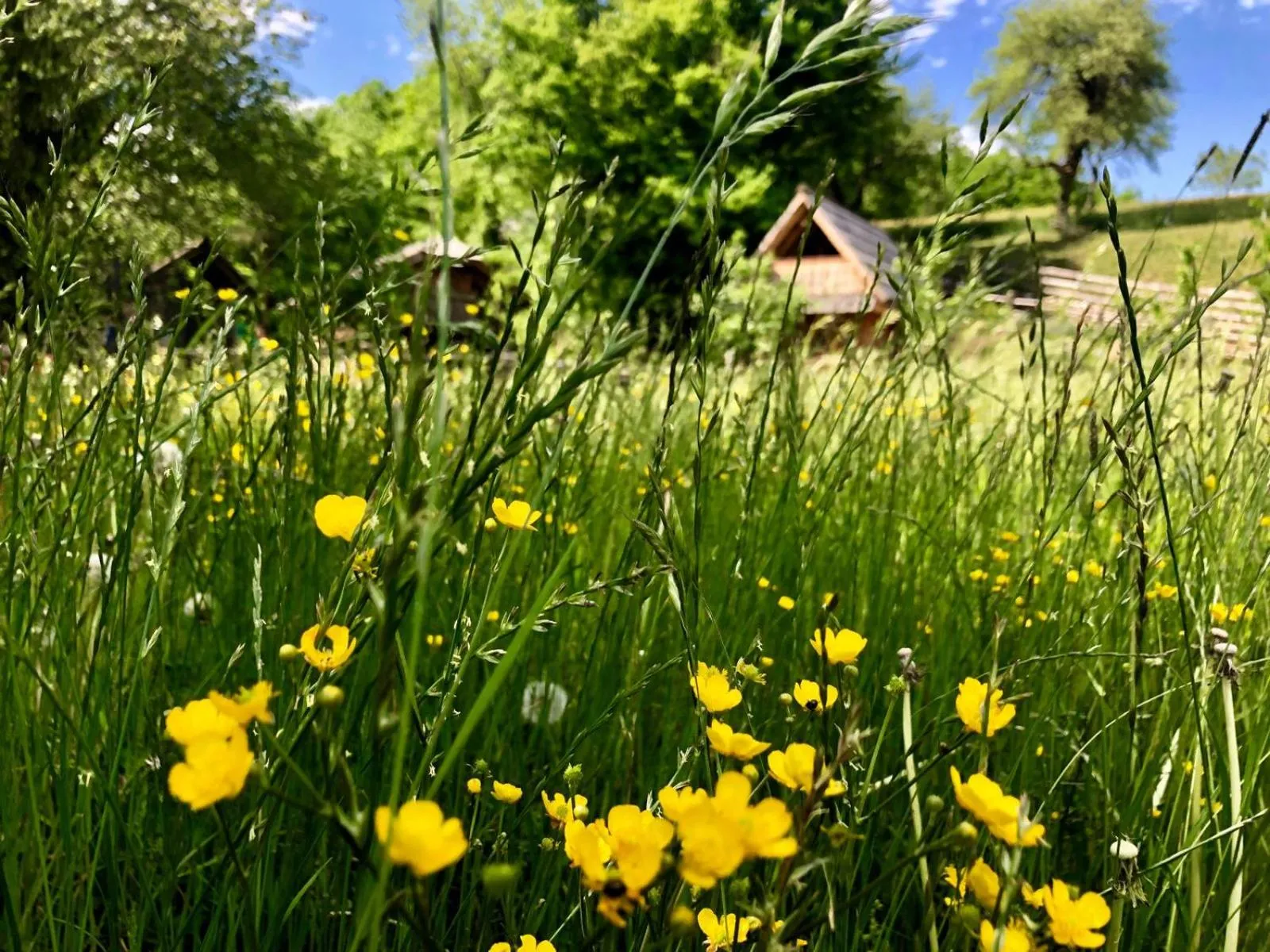 Natural landscape in Glamping Savinja