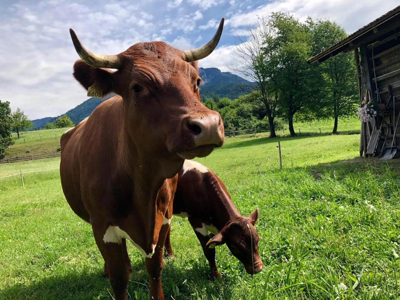 Animals in Glamping Savinja