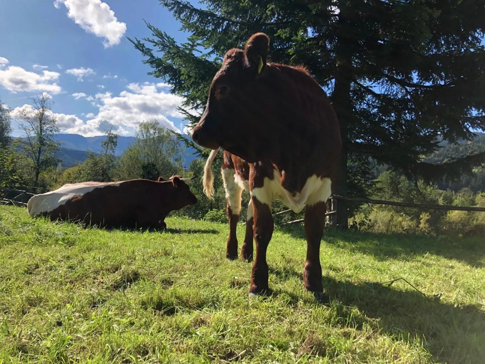 Animals in Glamping Savinja