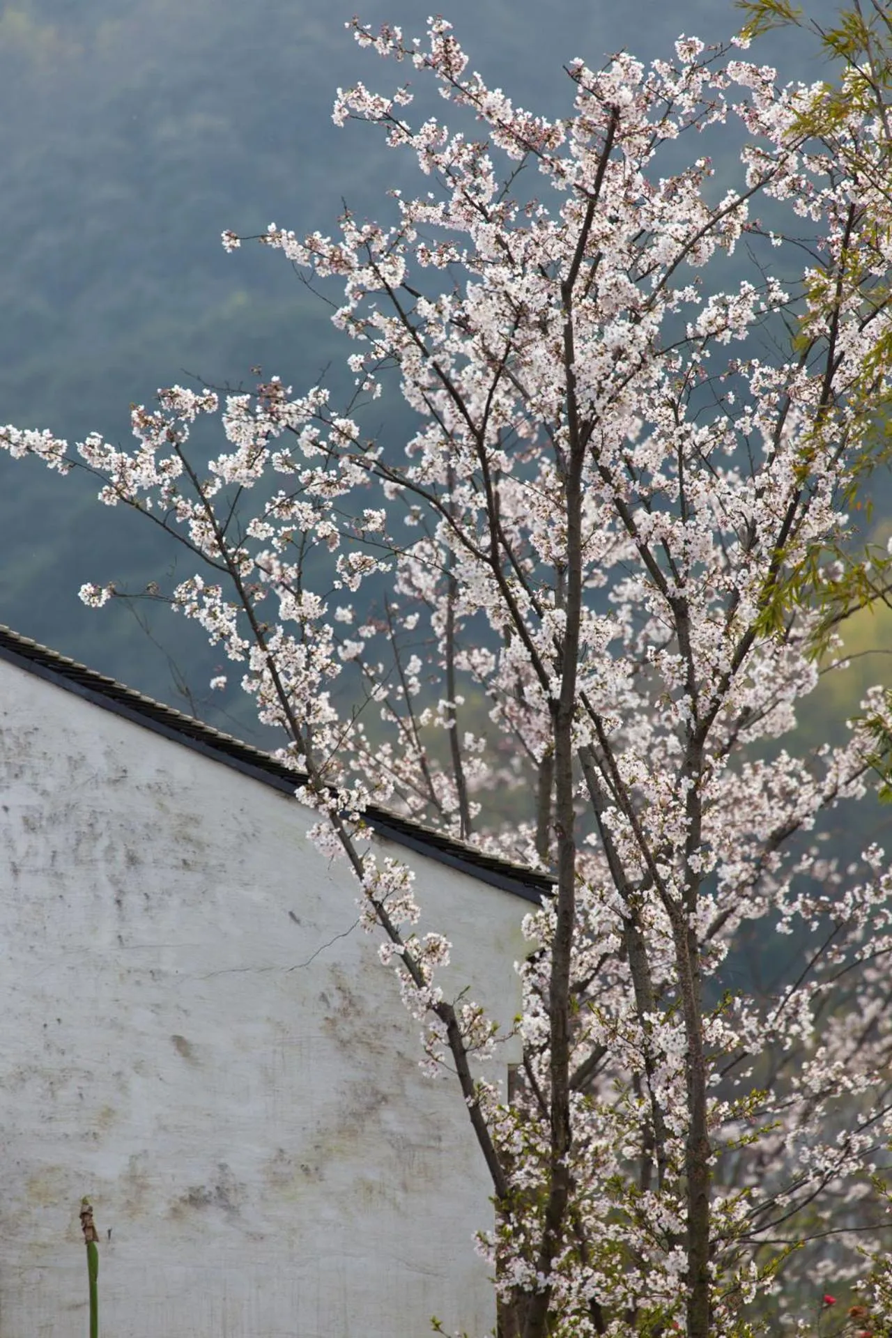 Spring in Pusen Lanting Shaoxing