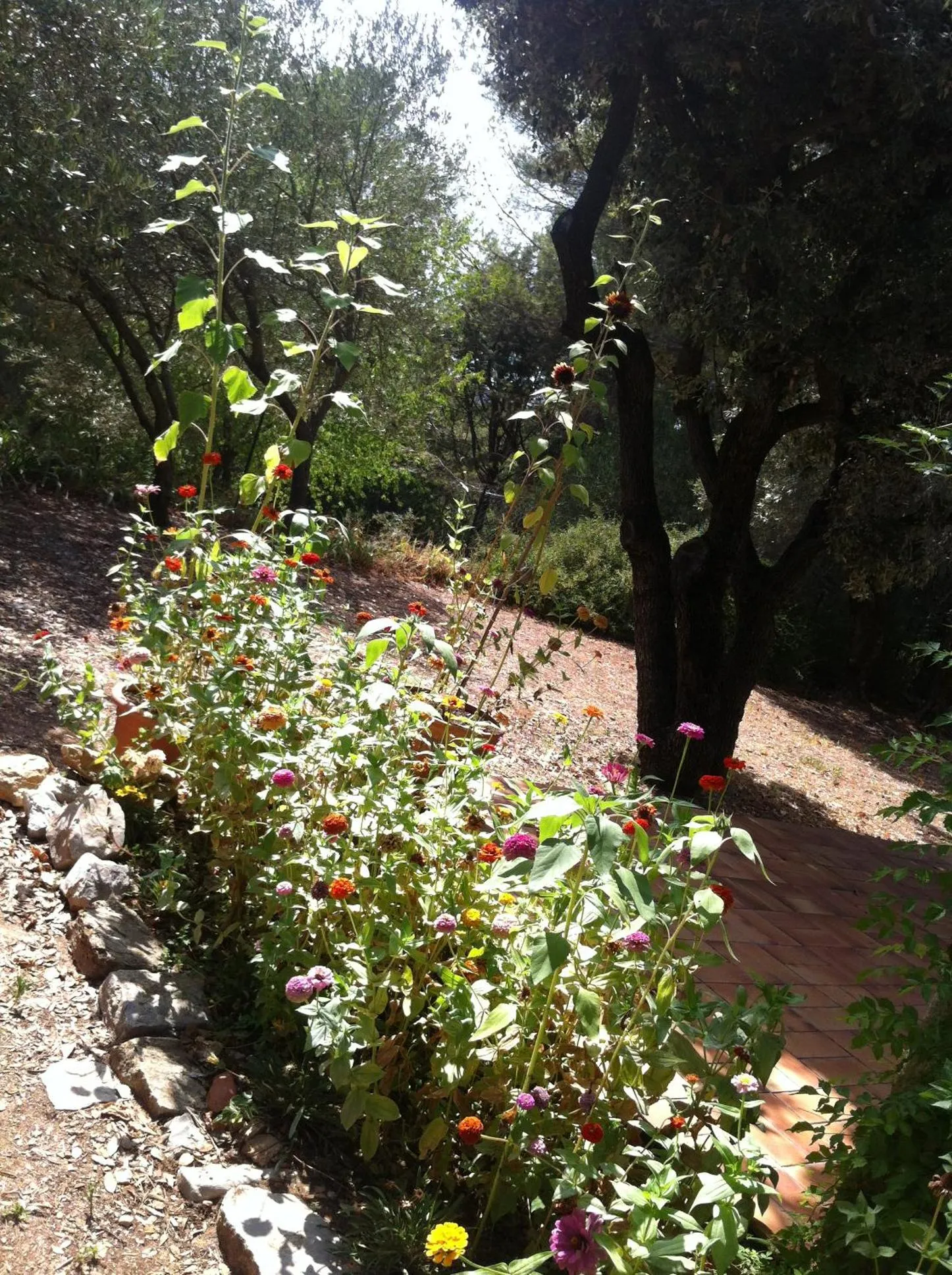Garden in B&B Le Niaouli