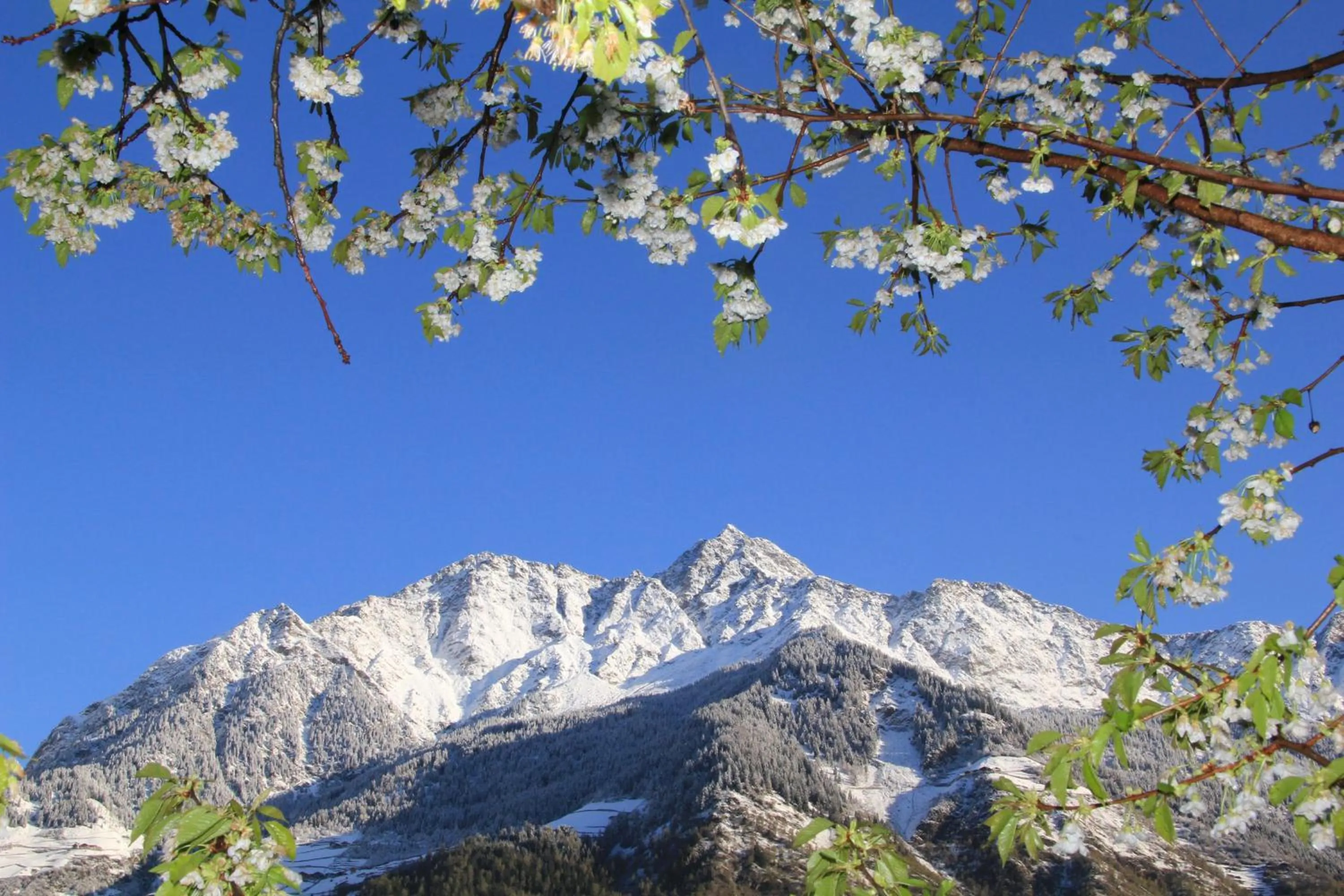 Spring in Residence Sonnenburger - Biobauernhof - Azienda agricola biologica