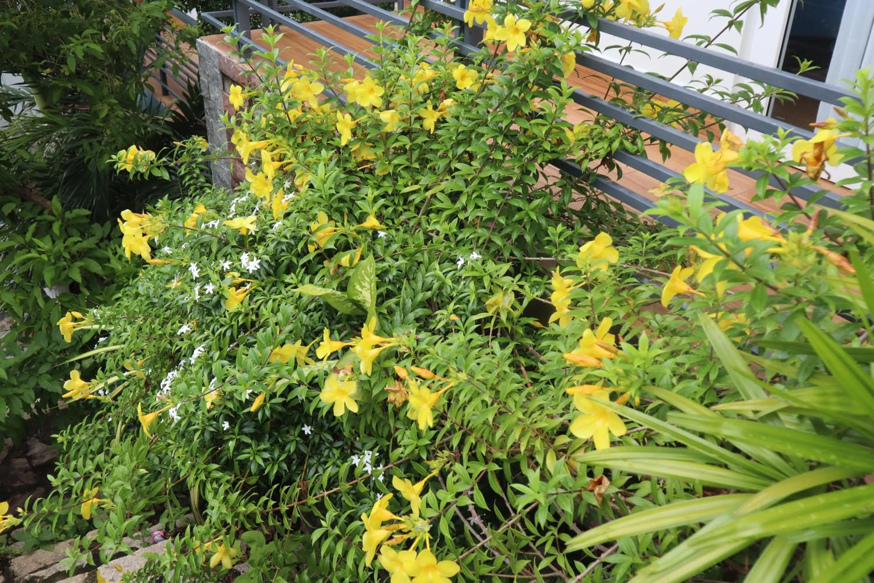 Garden in Cassabella Hotel & Apartments