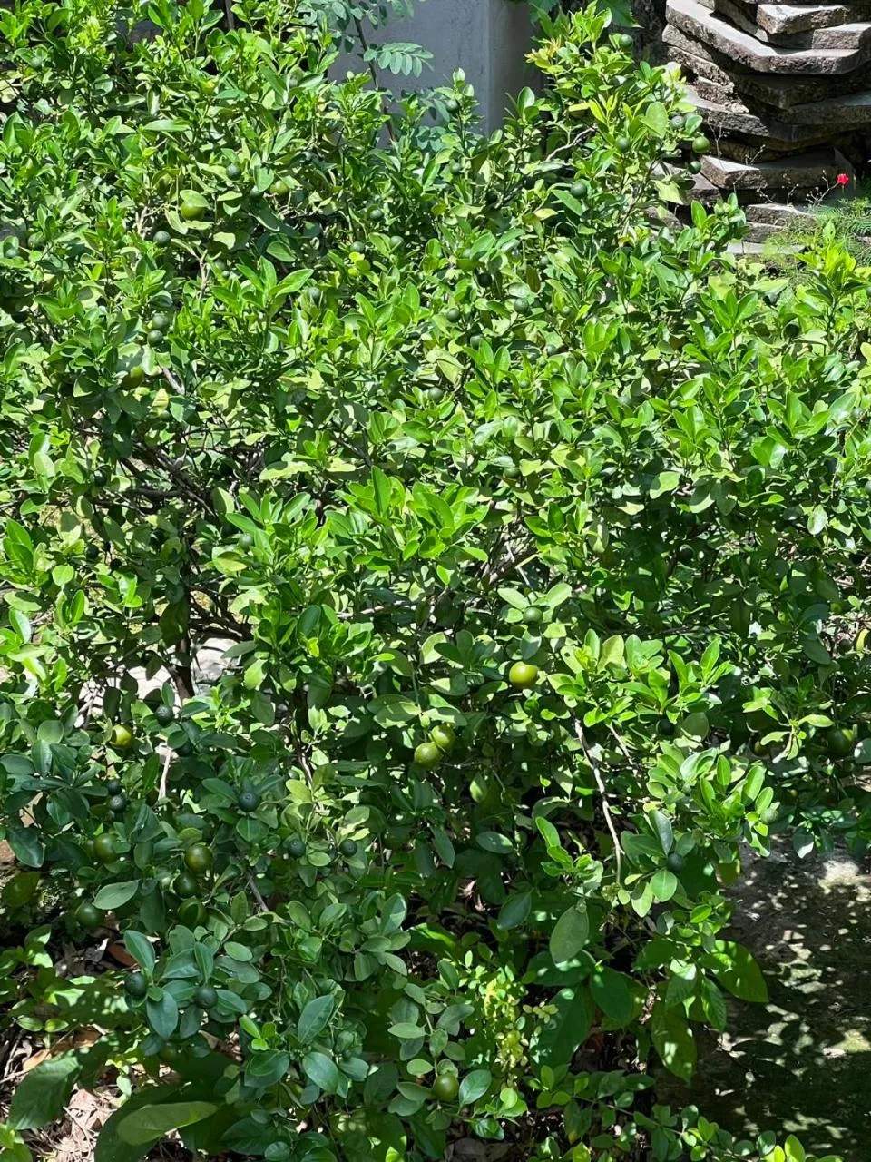 Cassabella Hotel & Apartments